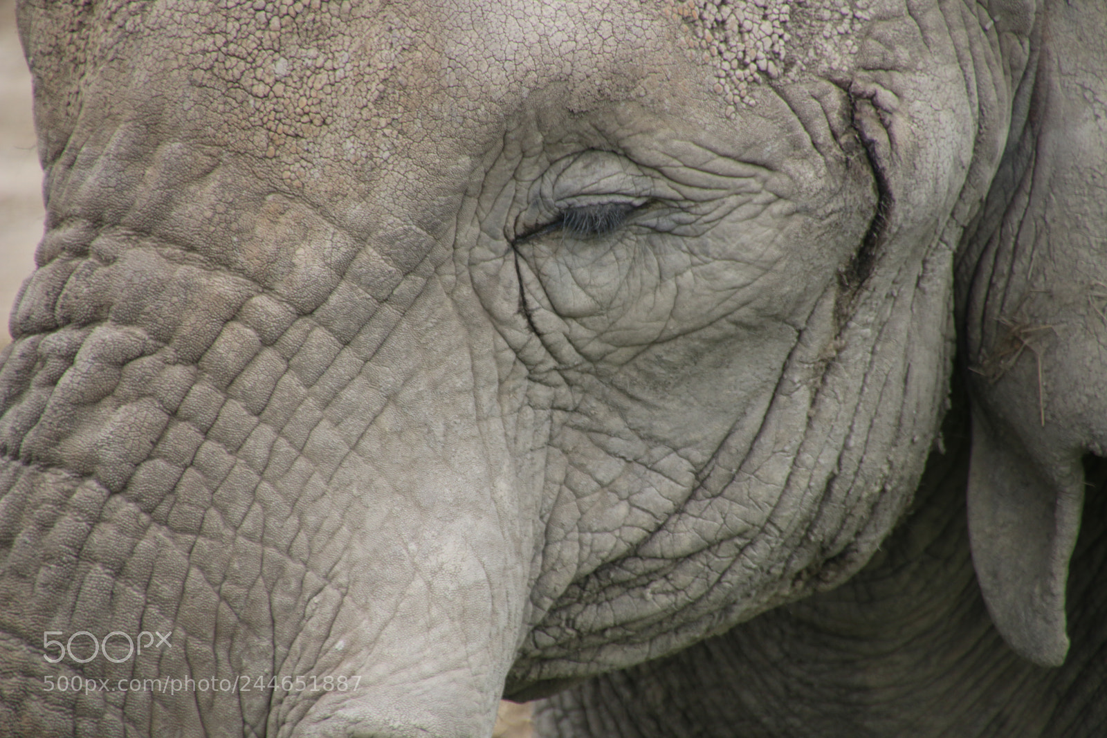 Canon EOS 70D sample photo. Eye of the elephant photography