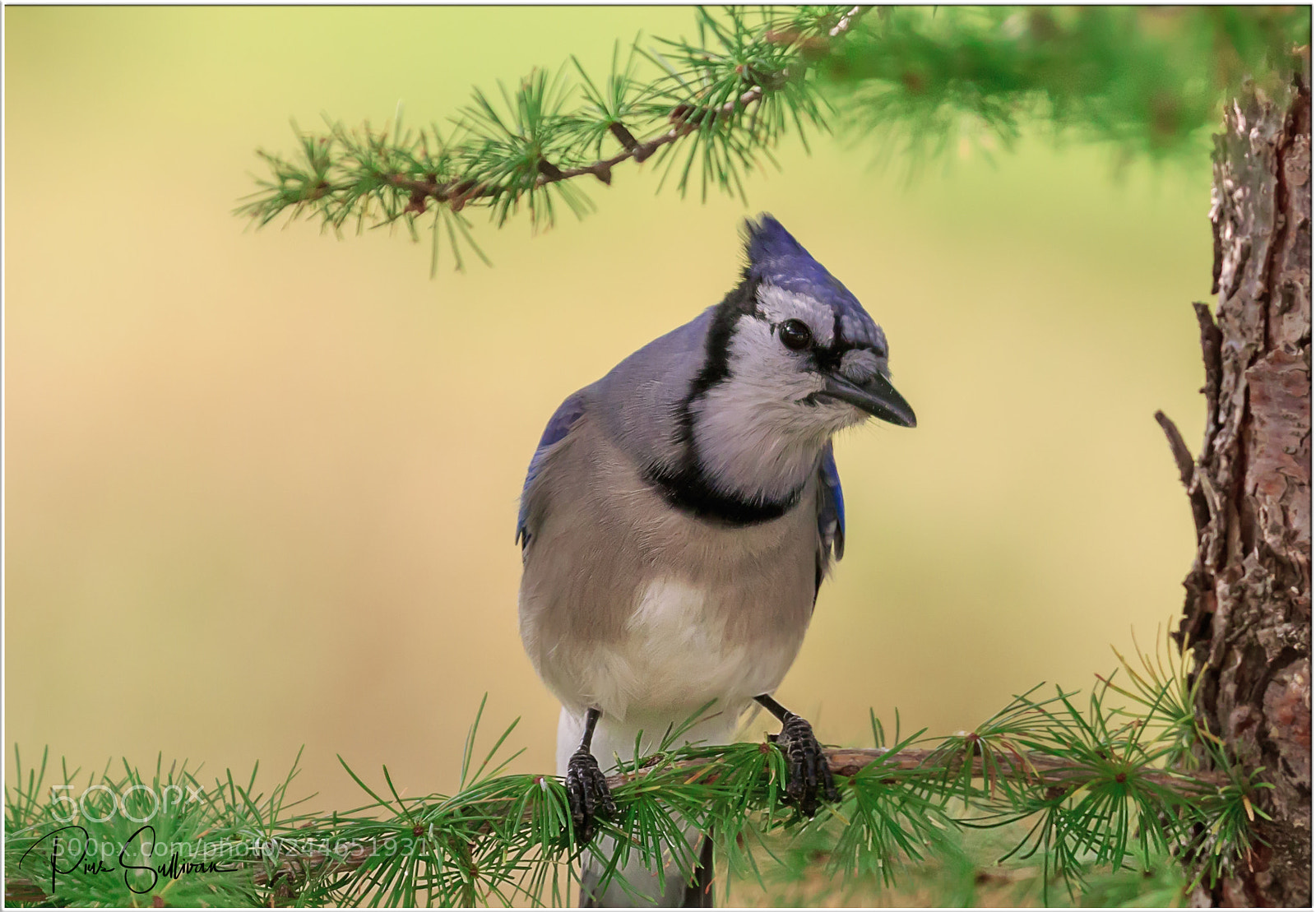 Canon EOS 7D Mark II sample photo. Eastern blue jay photography