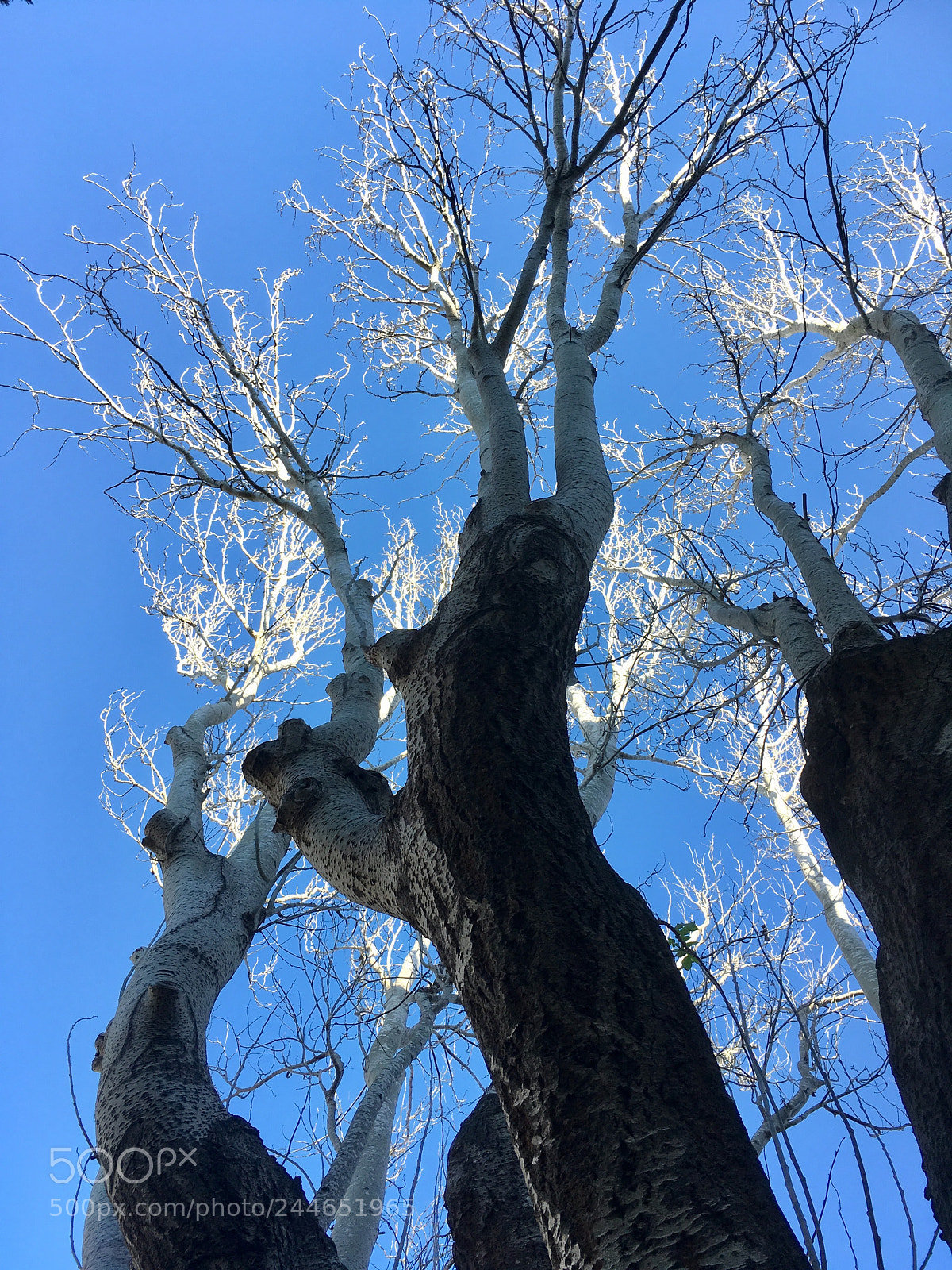 Apple iPhone SE sample photo. Winter arived photography