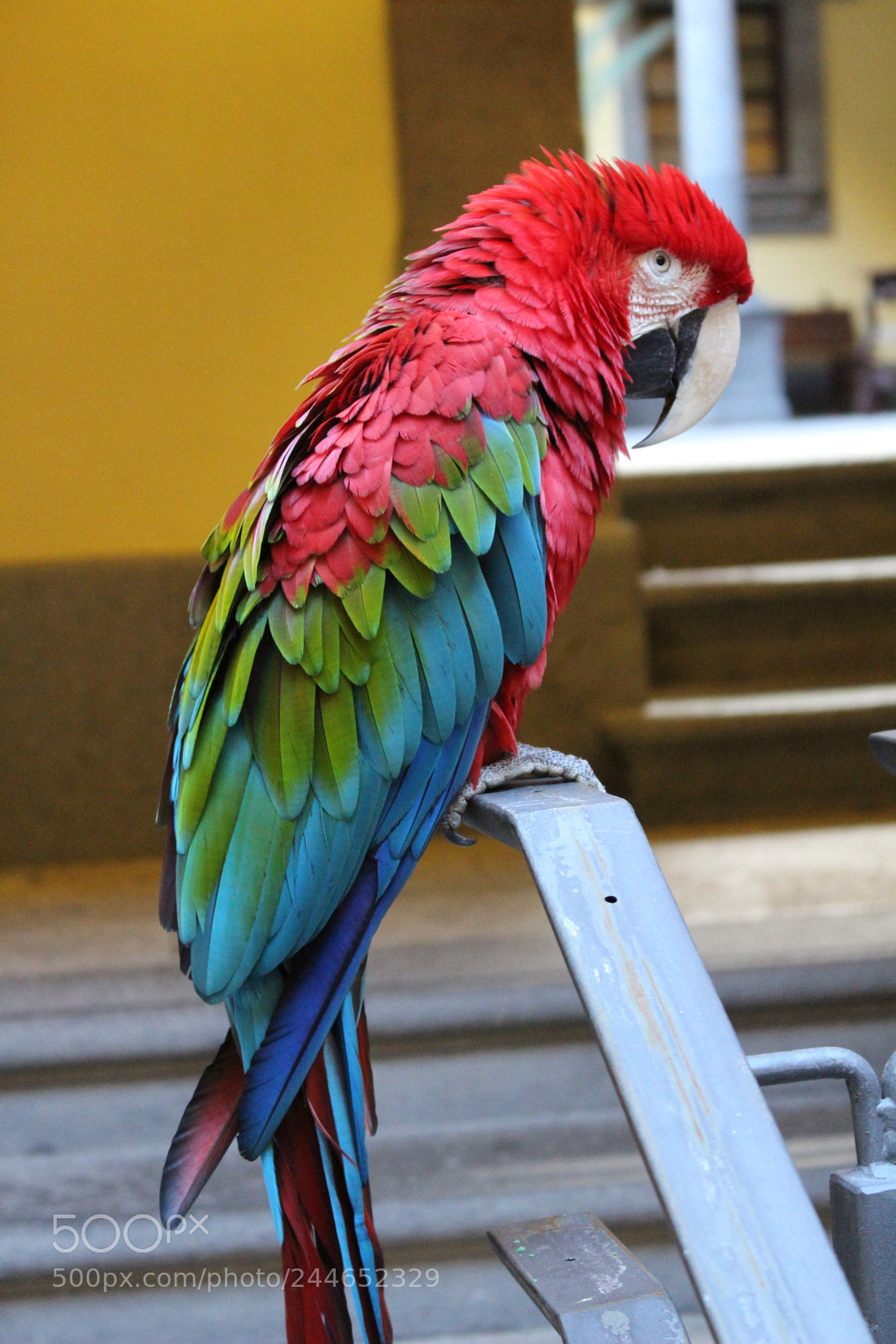 Canon EOS 100D (EOS Rebel SL1 / EOS Kiss X7) sample photo. Scarlet macaw photography