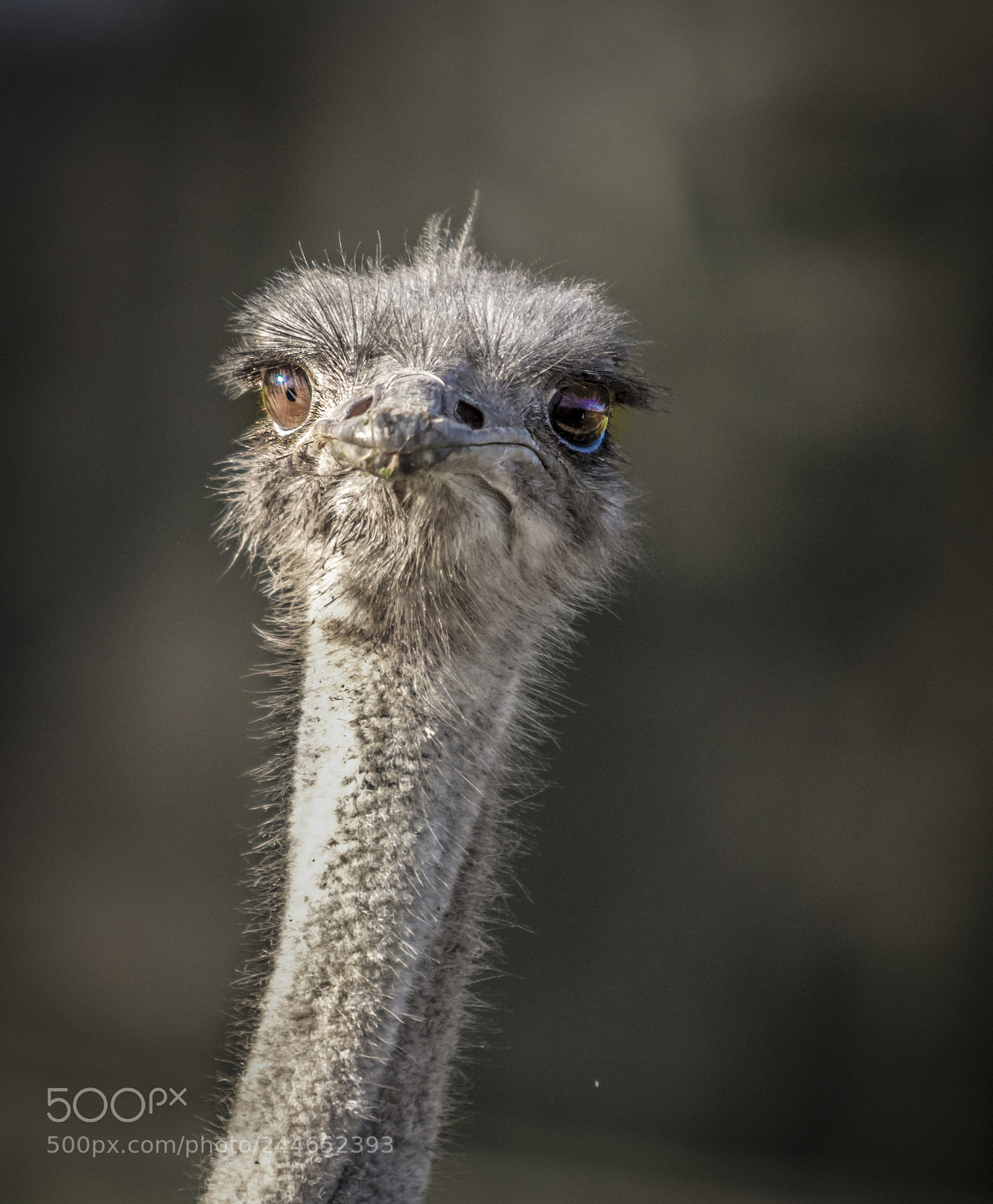 Canon EOS 5DS R sample photo. Are you talking to photography