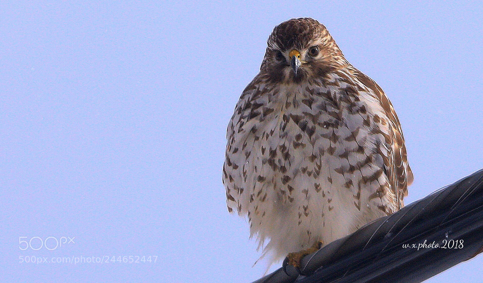 Canon EOS 7D Mark II sample photo. Cooper's hawk photography