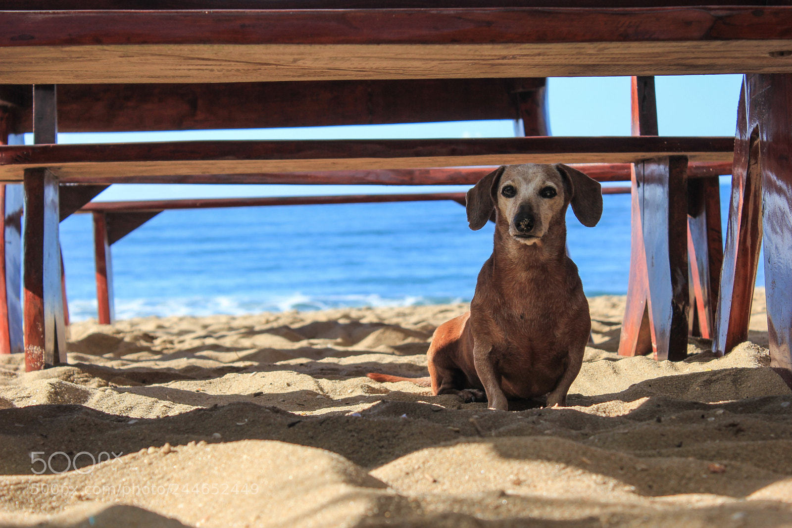 Canon EOS 550D (EOS Rebel T2i / EOS Kiss X4) sample photo. Photogenic dog photography