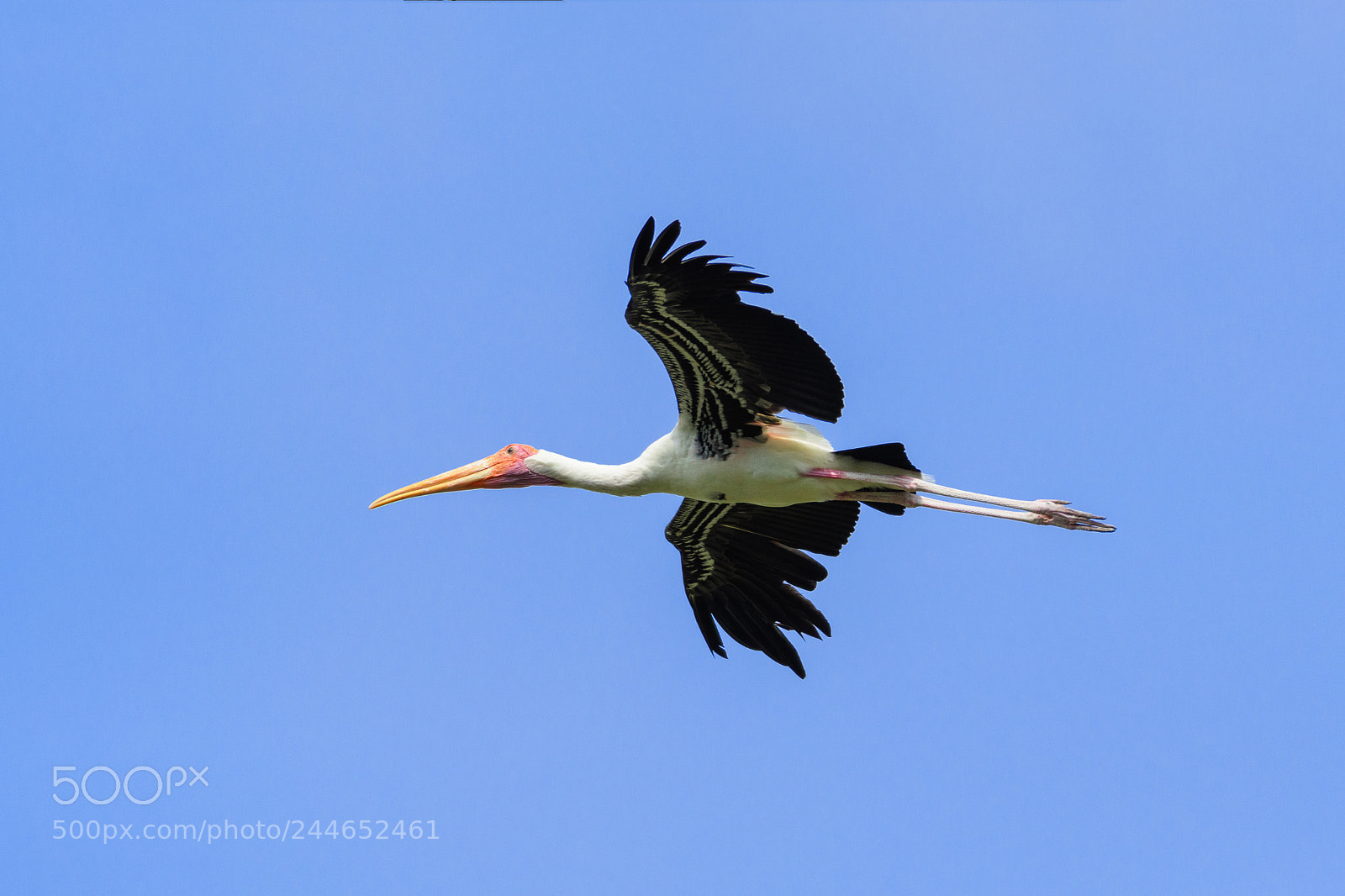Nikon D500 sample photo. Painted stork scientific name photography