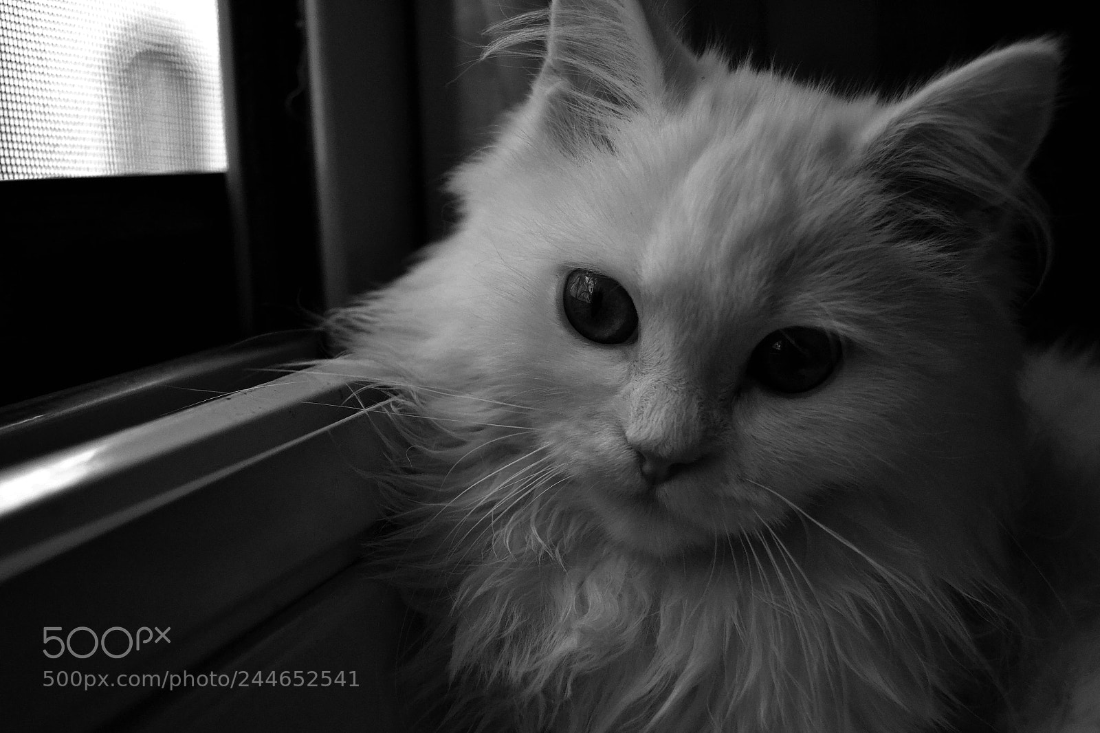Nikon D3100 sample photo. Catty photography