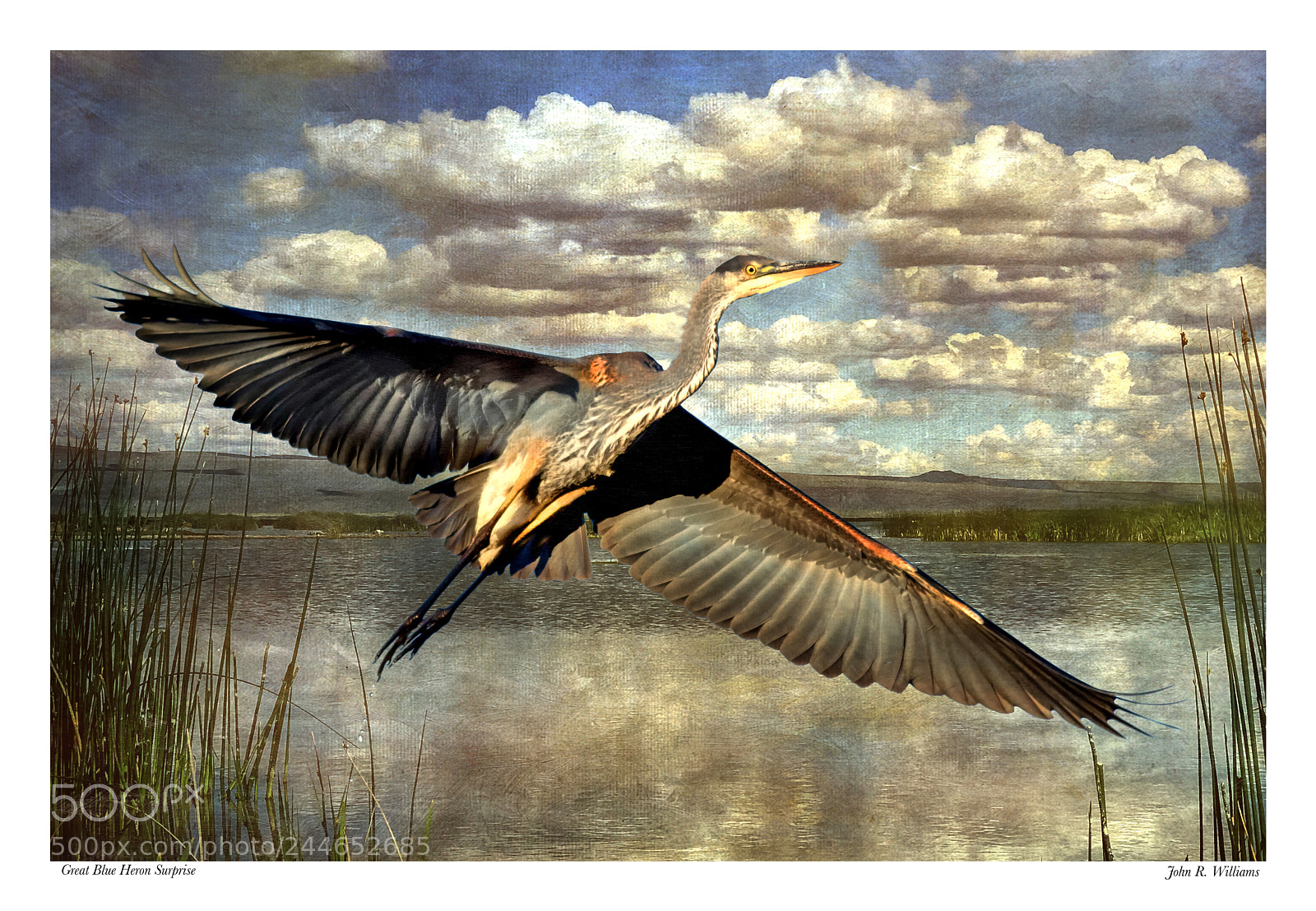 Canon EOS 7D Mark II sample photo. Great blue heron ~ surprise photography