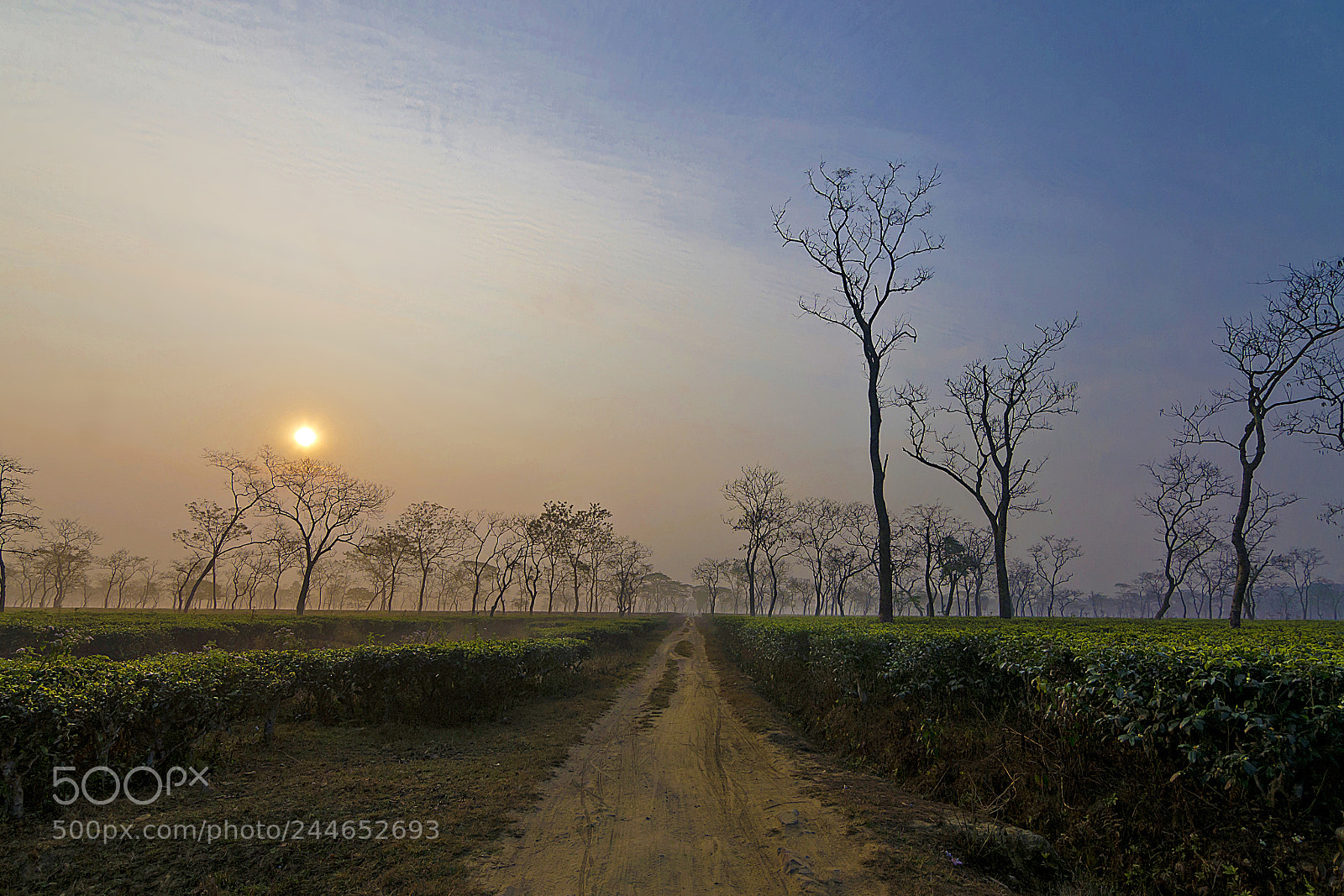 Nikon D5100 sample photo. Sunrise in tea garden photography