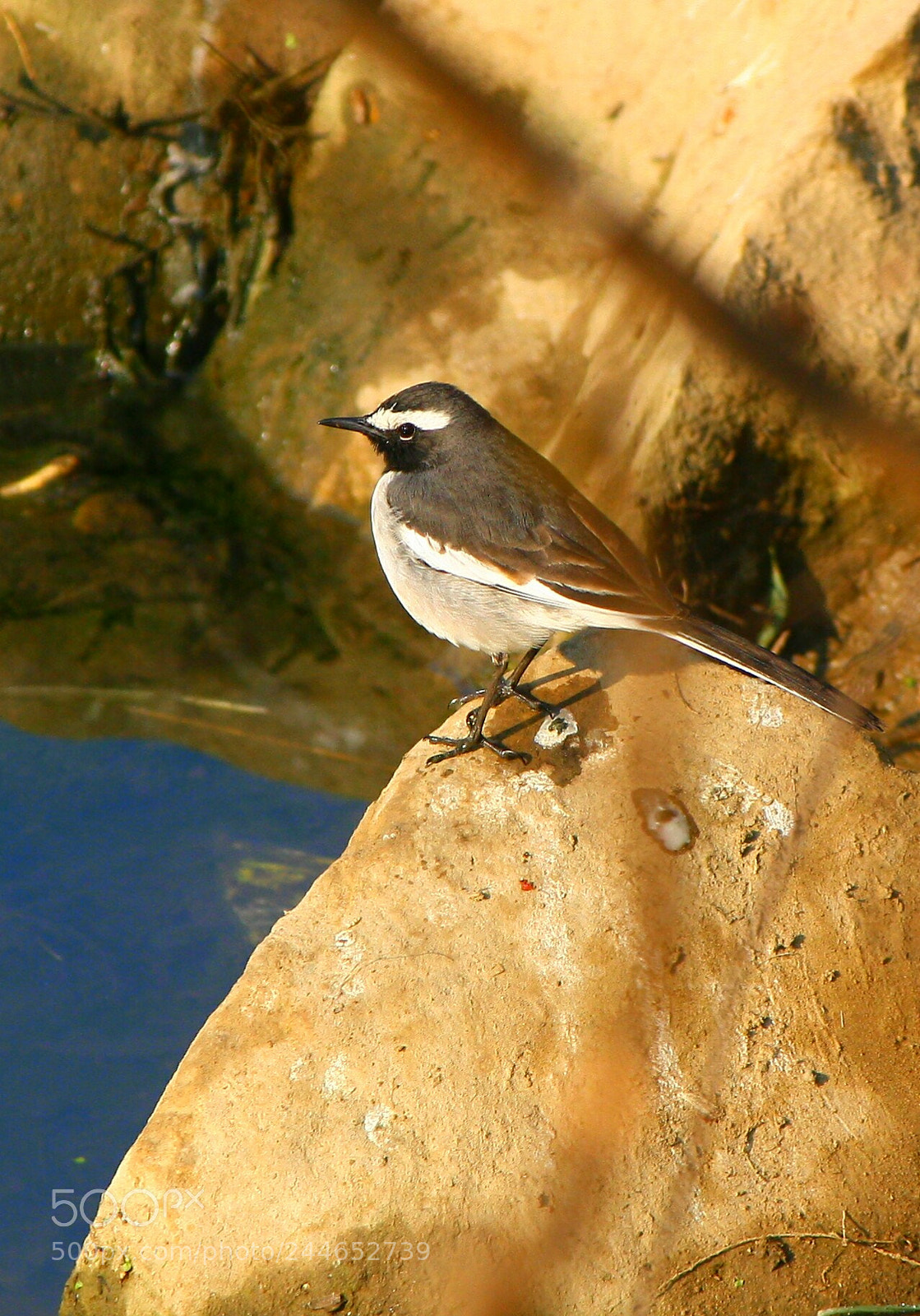 Canon EOS 1000D (EOS Digital Rebel XS / EOS Kiss F) sample photo. Wagtail bird dehradun canoneos1000d photography