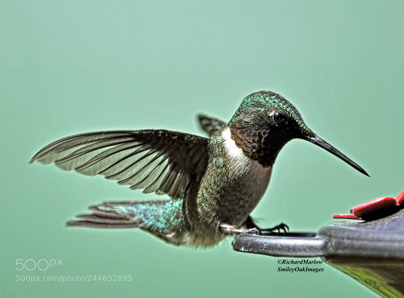 Nikon D5000 sample photo. Hummingbird photography