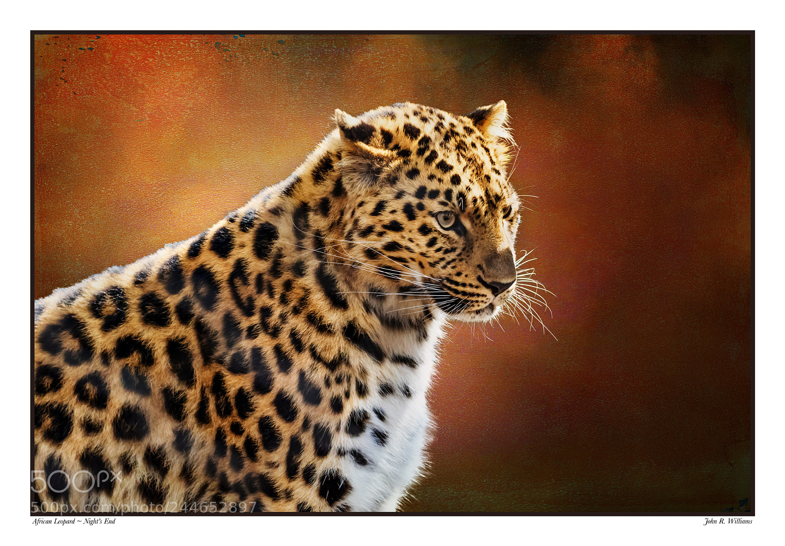 Canon EOS 7D Mark II sample photo. African leopard when night photography