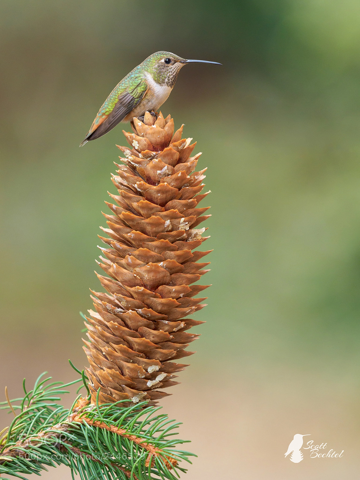 Olympus OM-D E-M1 Mark II sample photo. Allen's on a pinecone photography