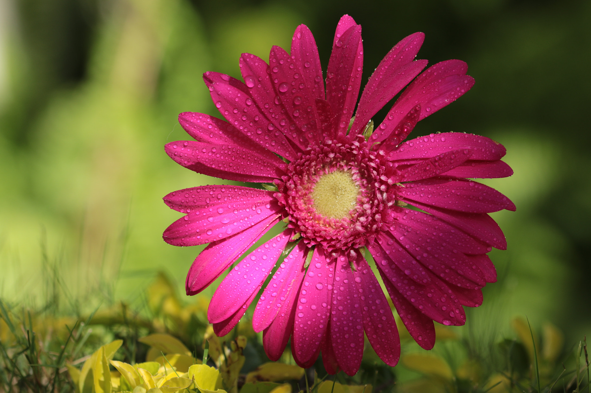 Canon EOS 70D + Canon EF 22-55mm f/4-5.6 USM sample photo. Beautiful pink flower with dew drops photography