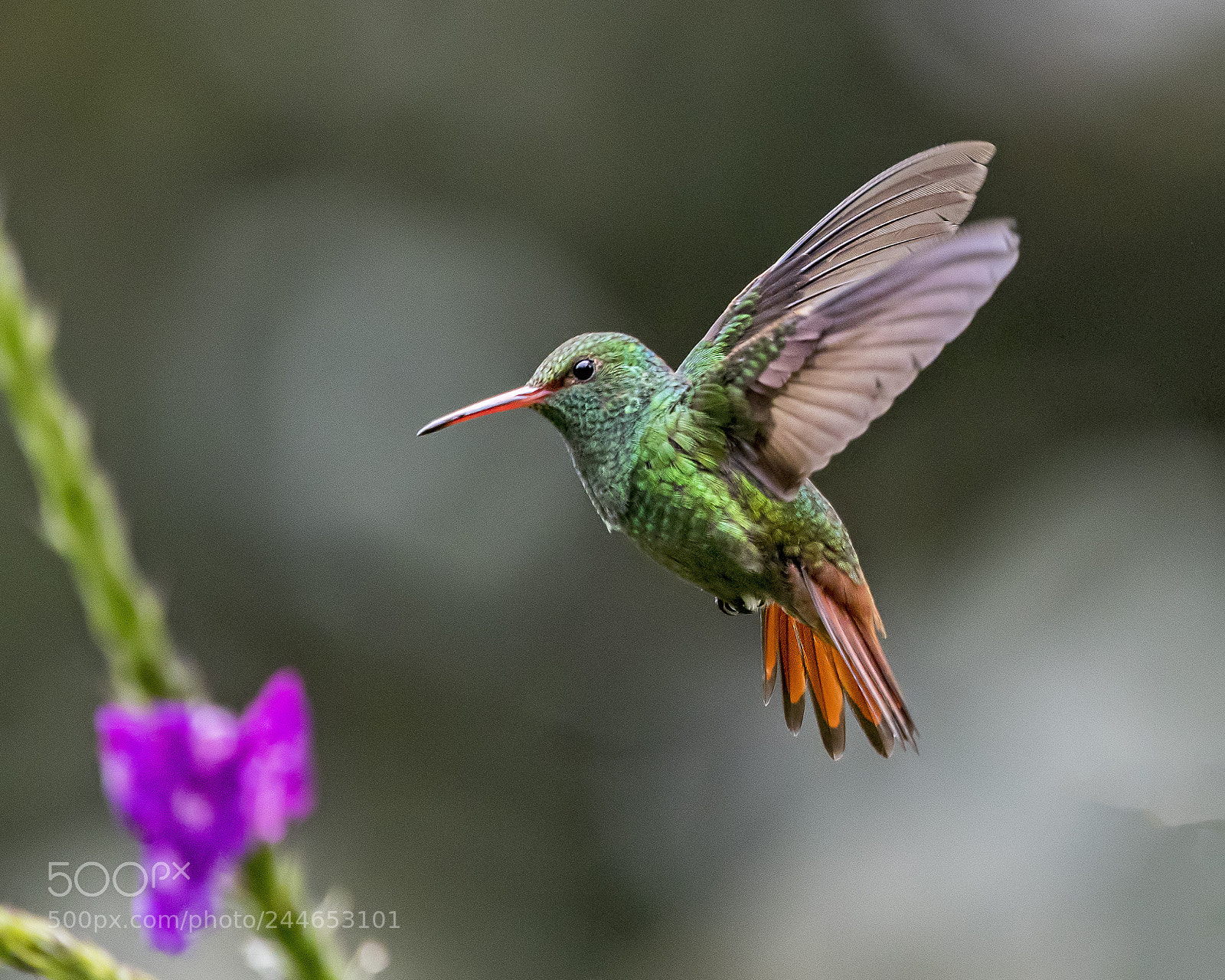 Nikon D500 sample photo. Rufous tailed hummingbird a photography