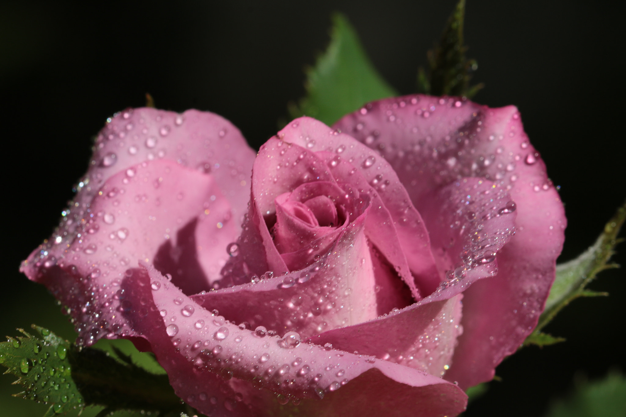 Canon EOS 70D + Canon EF 22-55mm f/4-5.6 USM sample photo. Pink rose petals close up photography