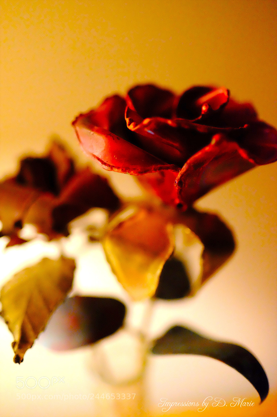 Fujifilm X-T10 sample photo. Copper rose photography