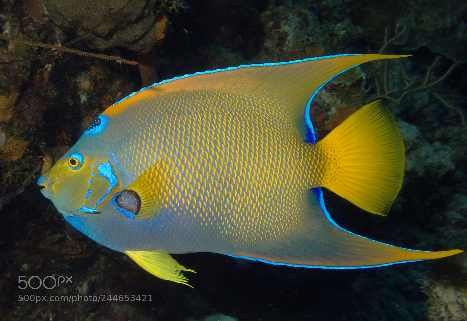 Sony Cyber-shot DSC-RX100 II sample photo. Queen angelfish photography