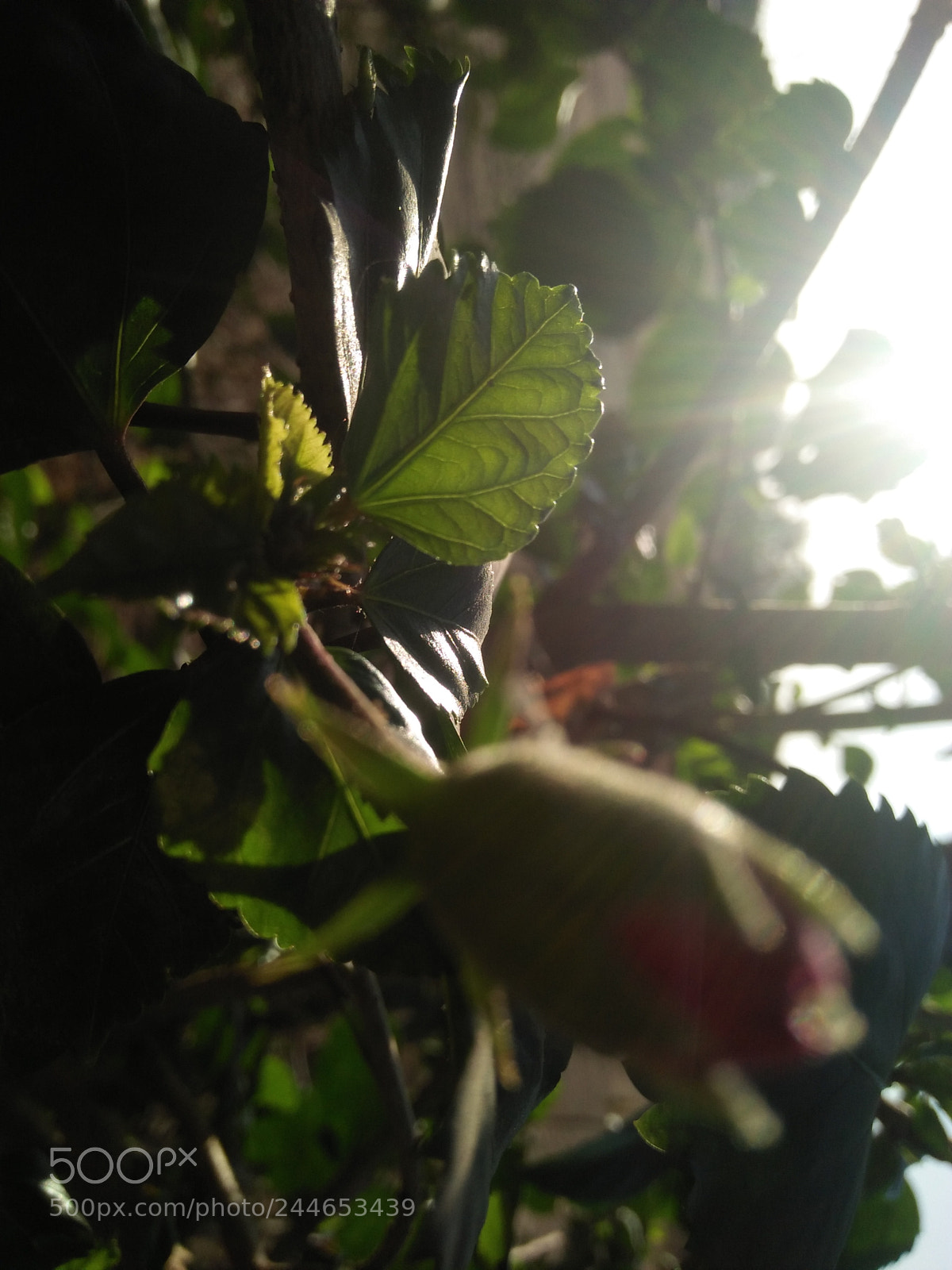 OPPO A37fw-International sample photo. Untitled photography