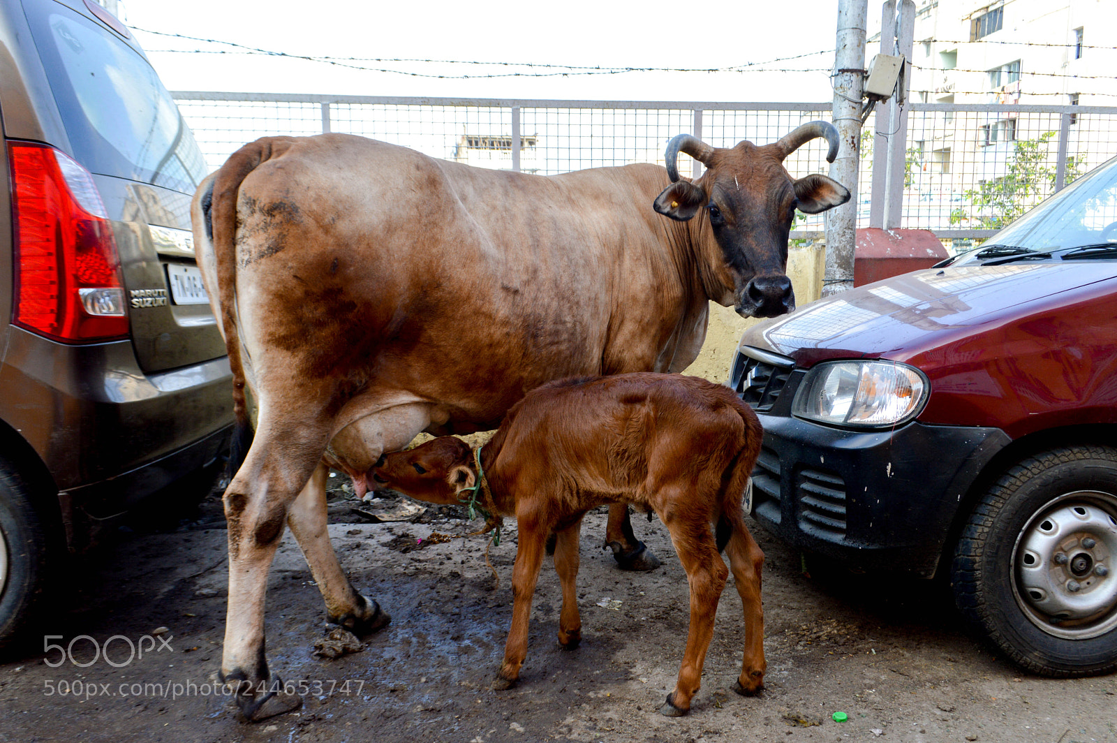 Nikon D3200 sample photo. Breastfeeding in public photography