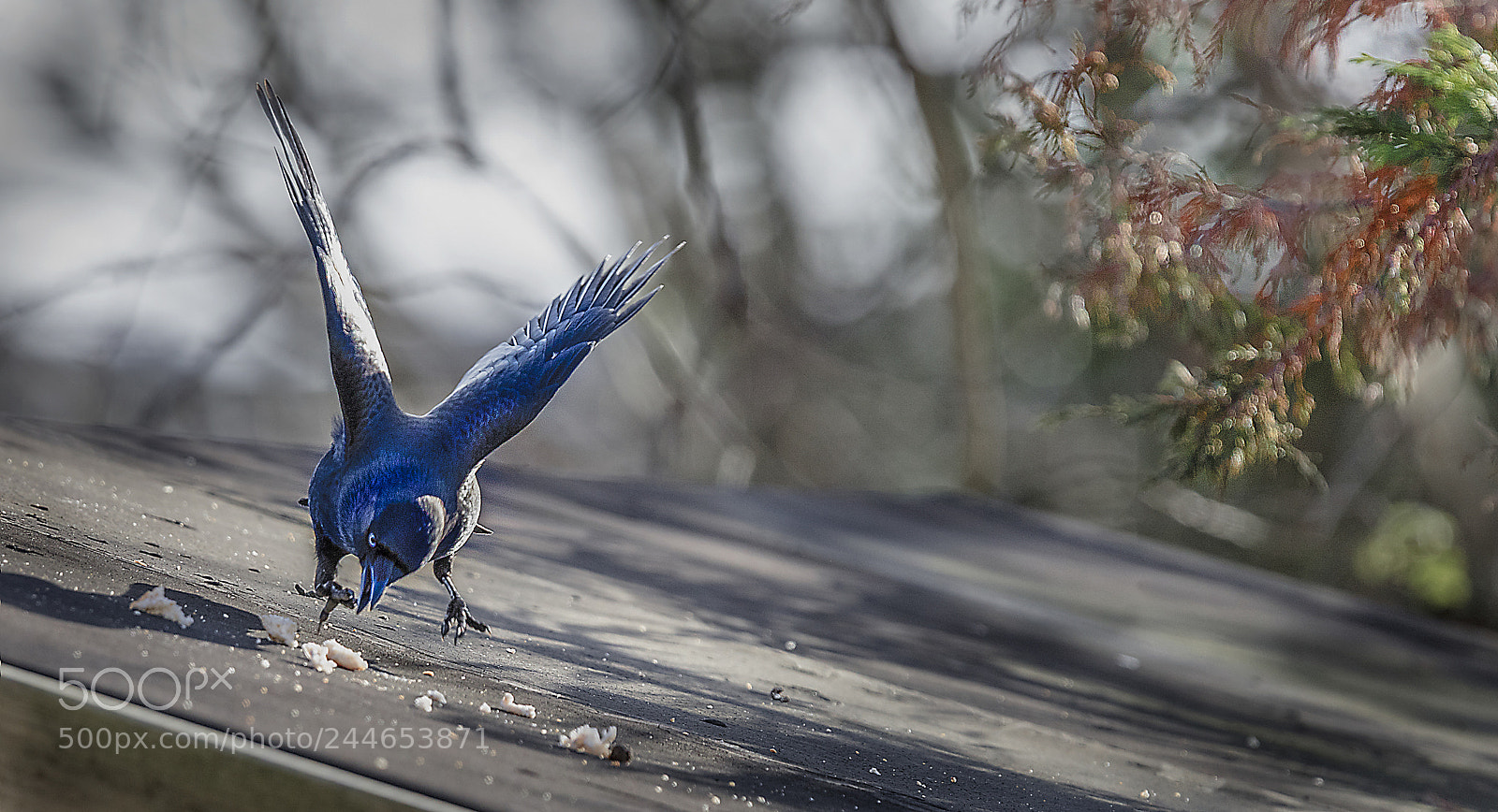 Canon EOS 5DS R sample photo. Roof feeding photography