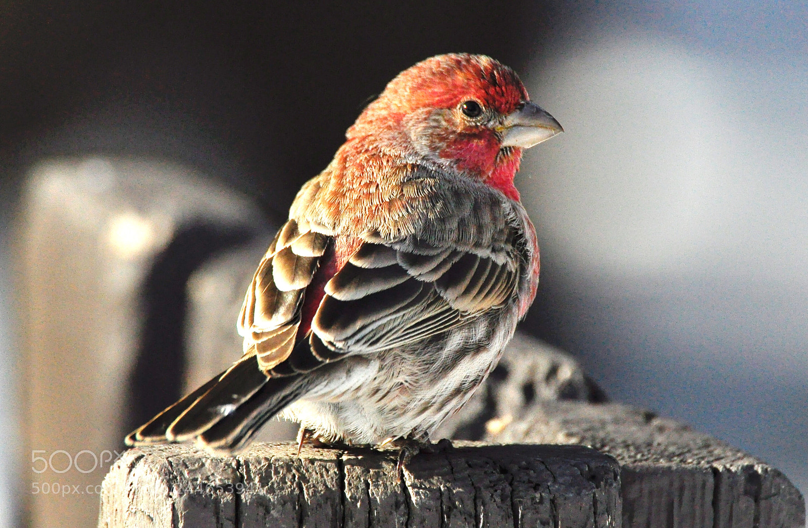 Nikon D90 sample photo. House finch photography