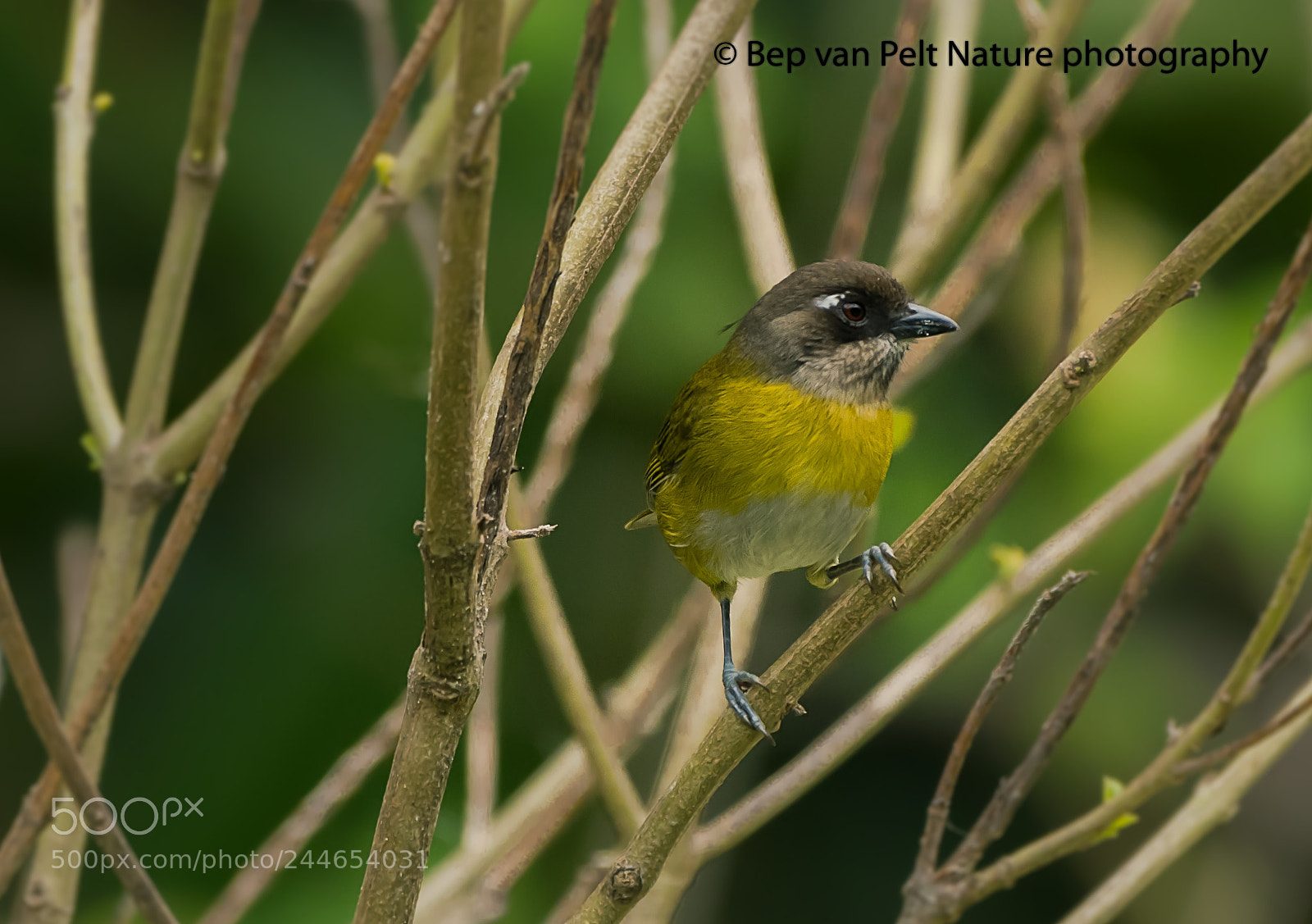 Nikon AF-S Nikkor 200-500mm F5.6E ED VR sample photo. Common chlorospingus waiting in photography