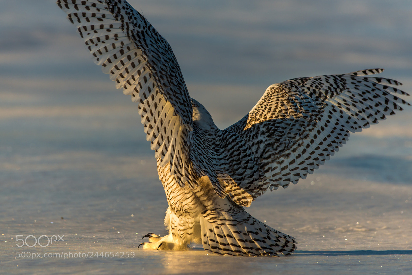 Nikon D800 sample photo. Landing photography