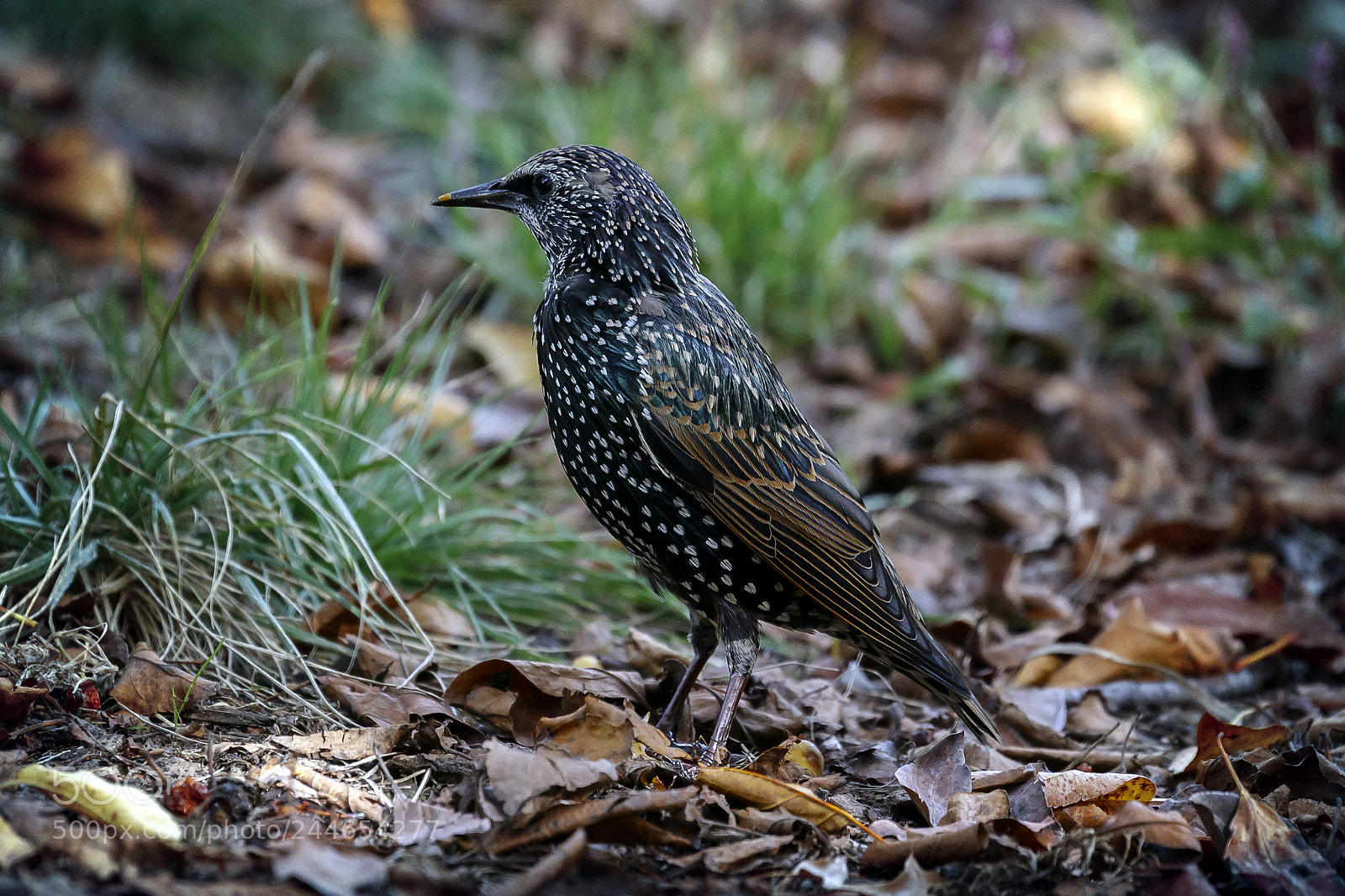 Canon EOS 7D Mark II sample photo. European starling photography