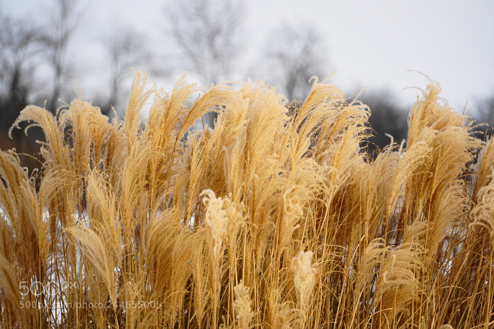 Sony a6300 sample photo. Winter grass photography