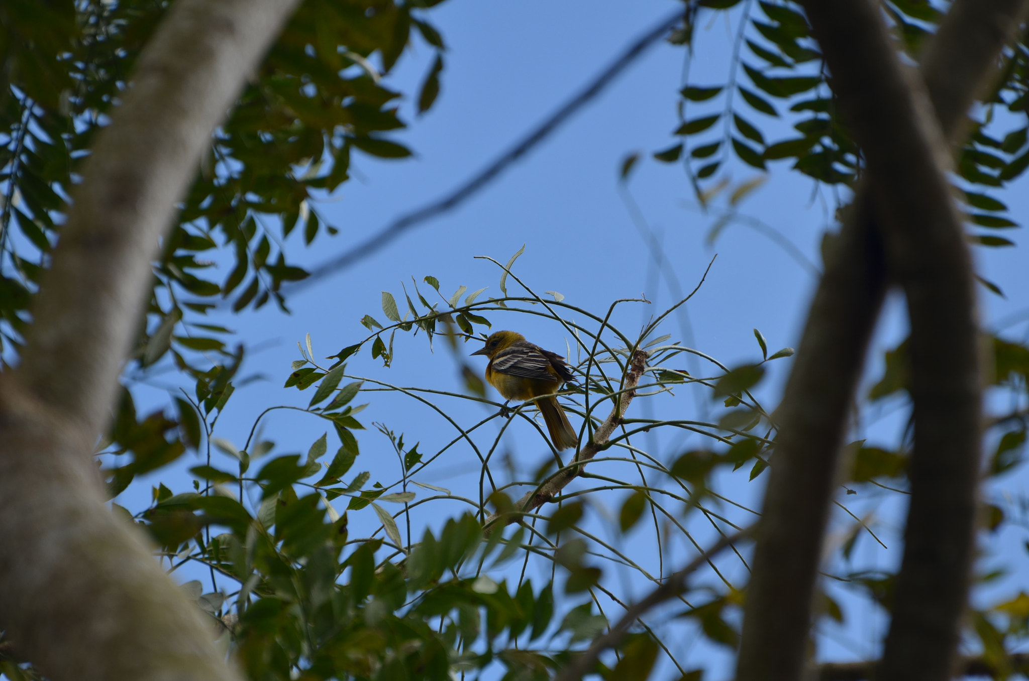 Nikon D5100 sample photo. Bird between branchses photography