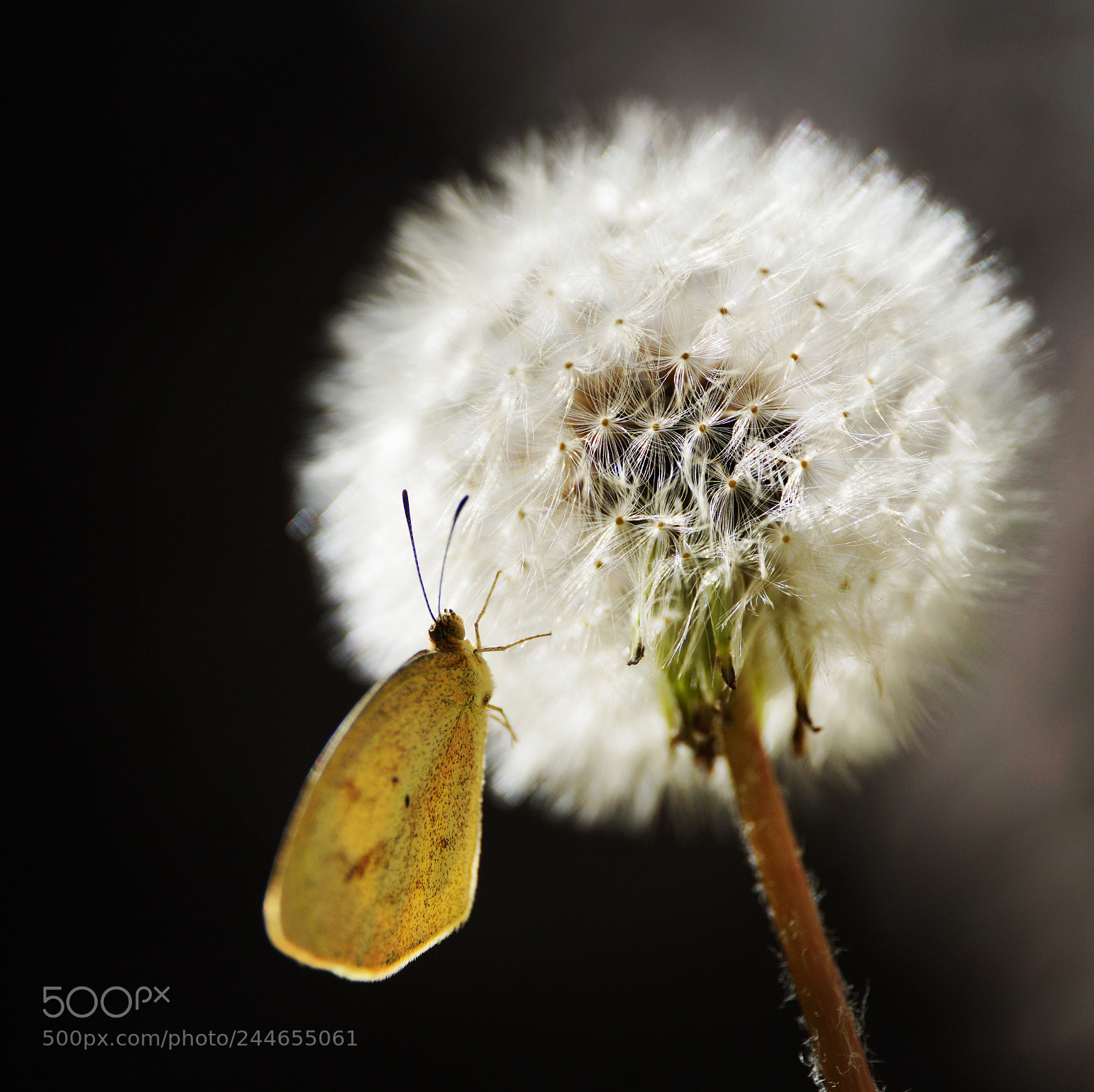 Sony a6500 sample photo. Dandelion photography