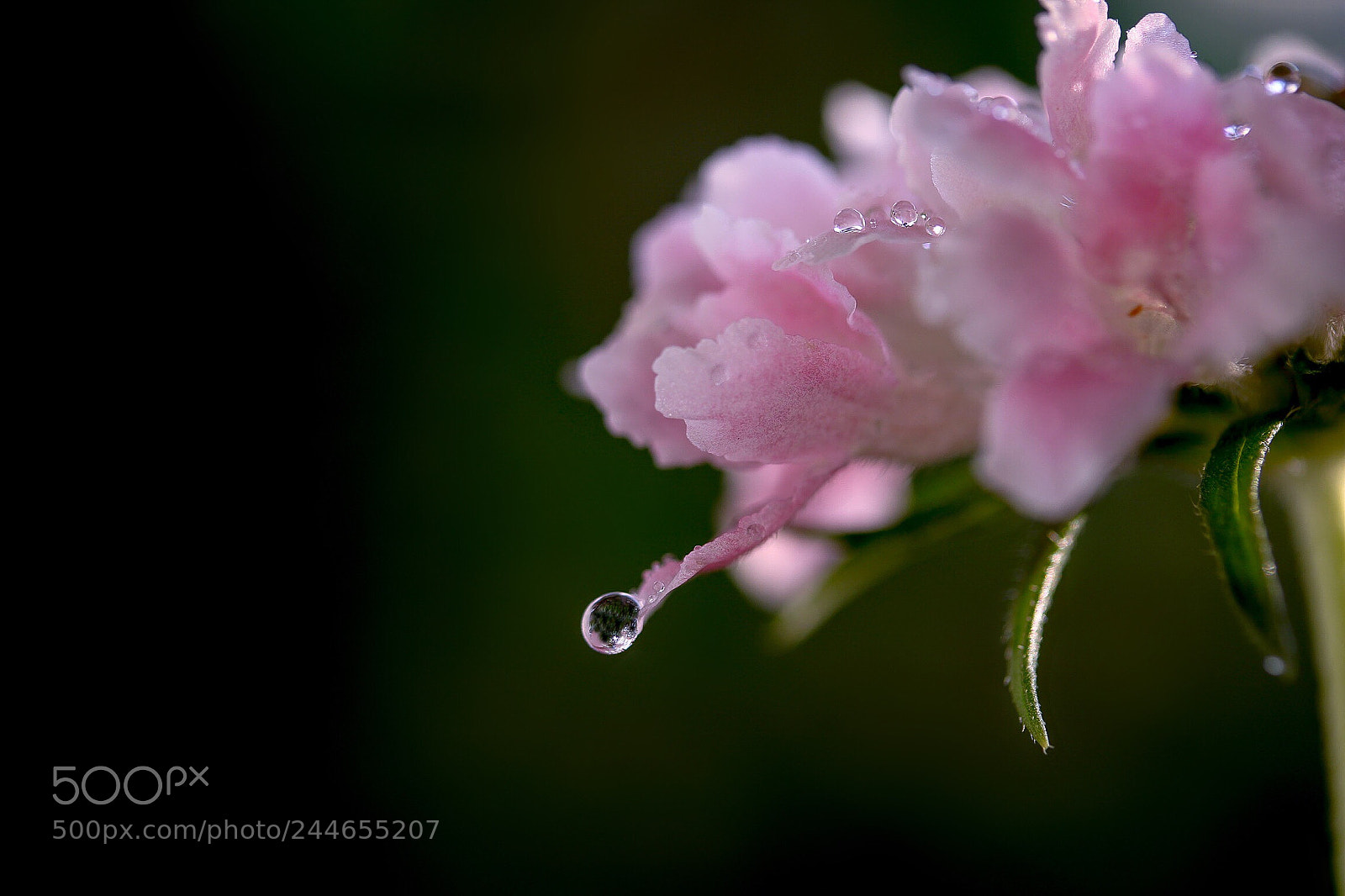 Canon EOS 760D (EOS Rebel T6s / EOS 8000D) sample photo. Soft flowers secretly tears photography