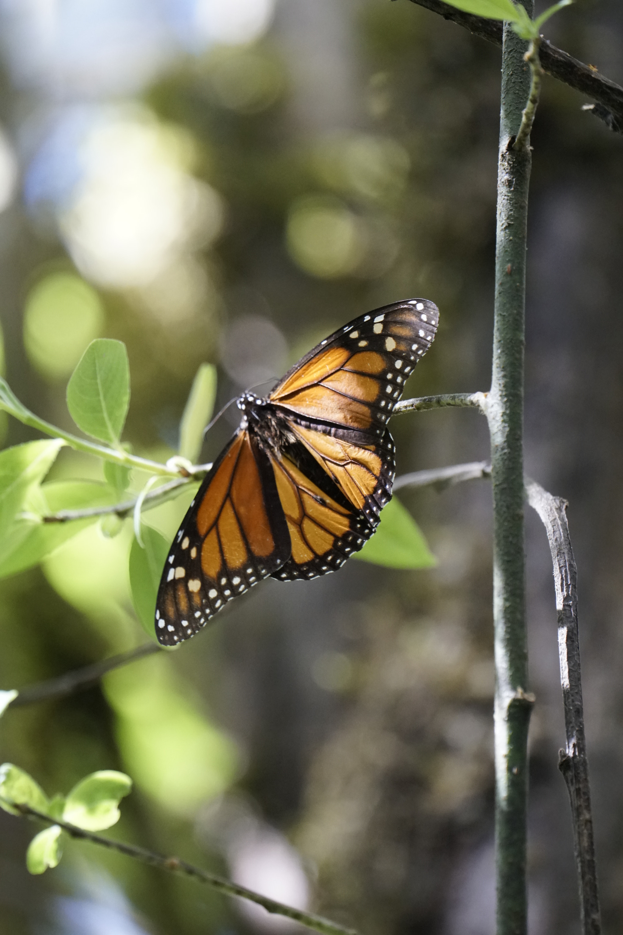 Sony FE 70-300mm F4.5-5.6 G OSS sample photo. Monarch butterfly photography