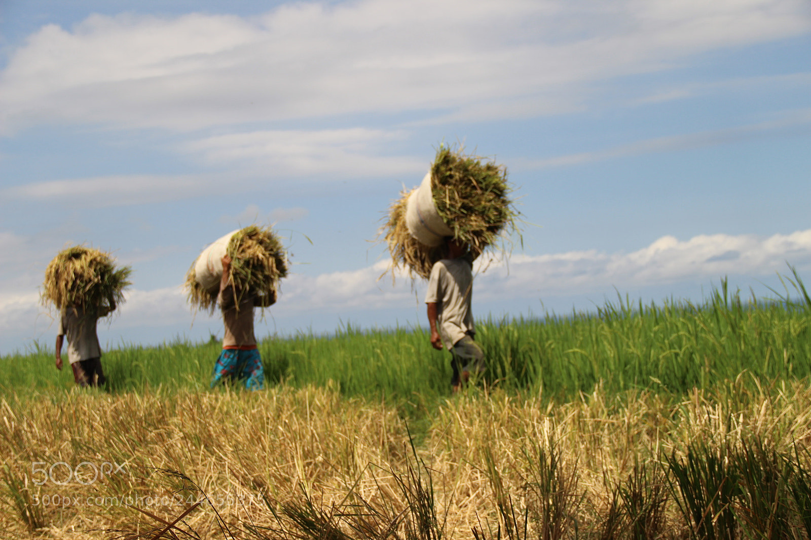 Canon EF-S 18-135mm F3.5-5.6 IS sample photo. Harvest time in flores photography