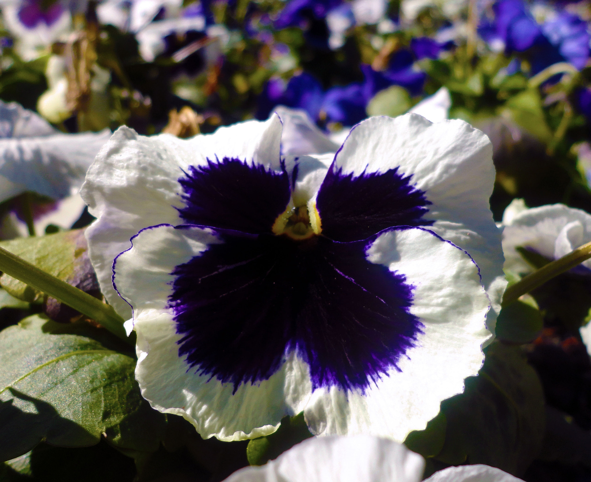 Sony DSC-W580 sample photo. Purple flower photography