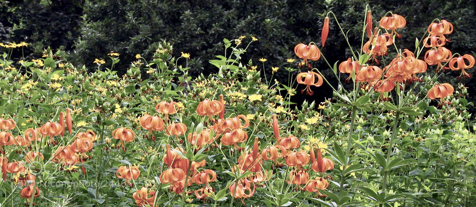 Canon EOS 50D sample photo. Tiger lily’s photography