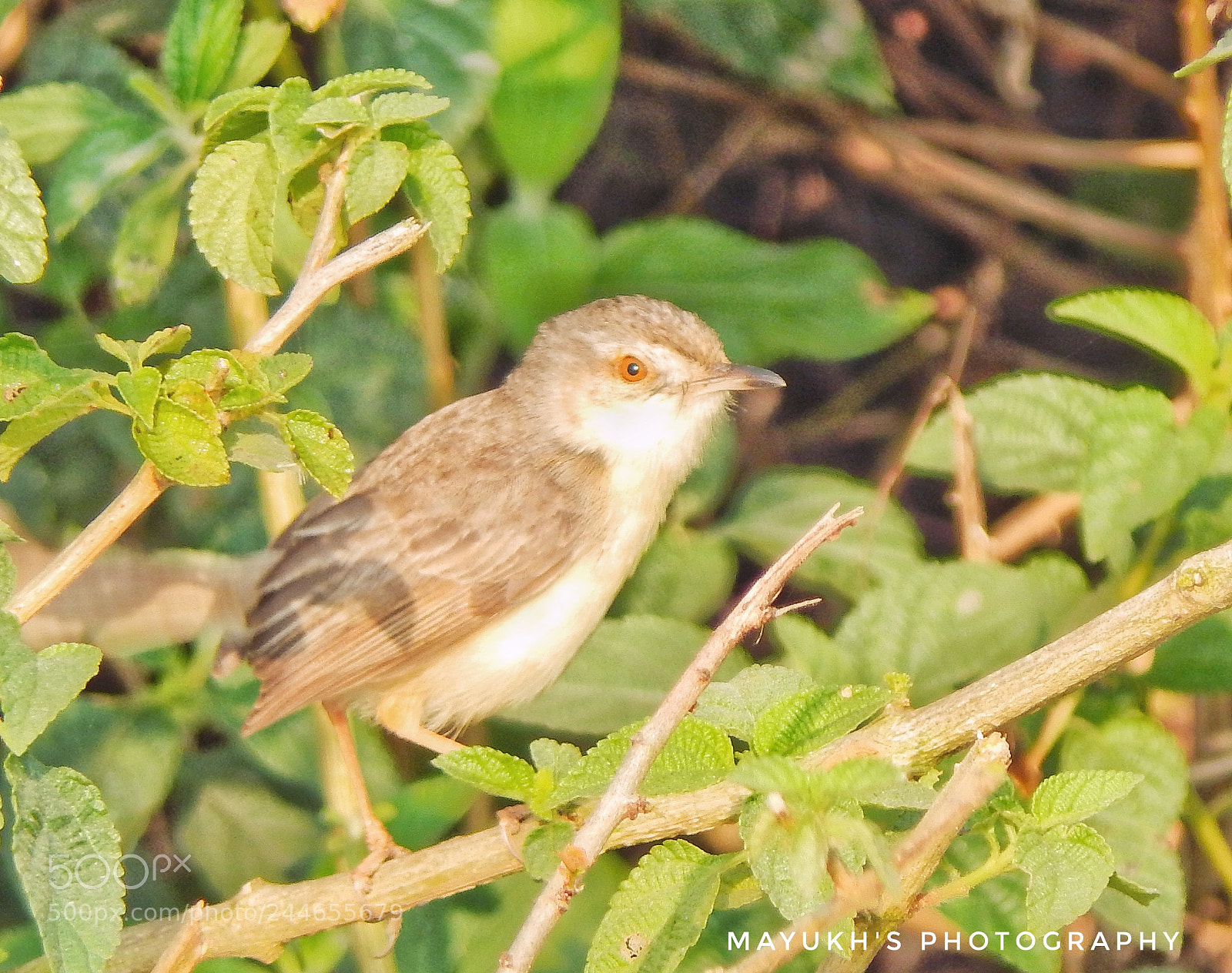 Nikon Coolpix L830 sample photo. Angry bird. photography