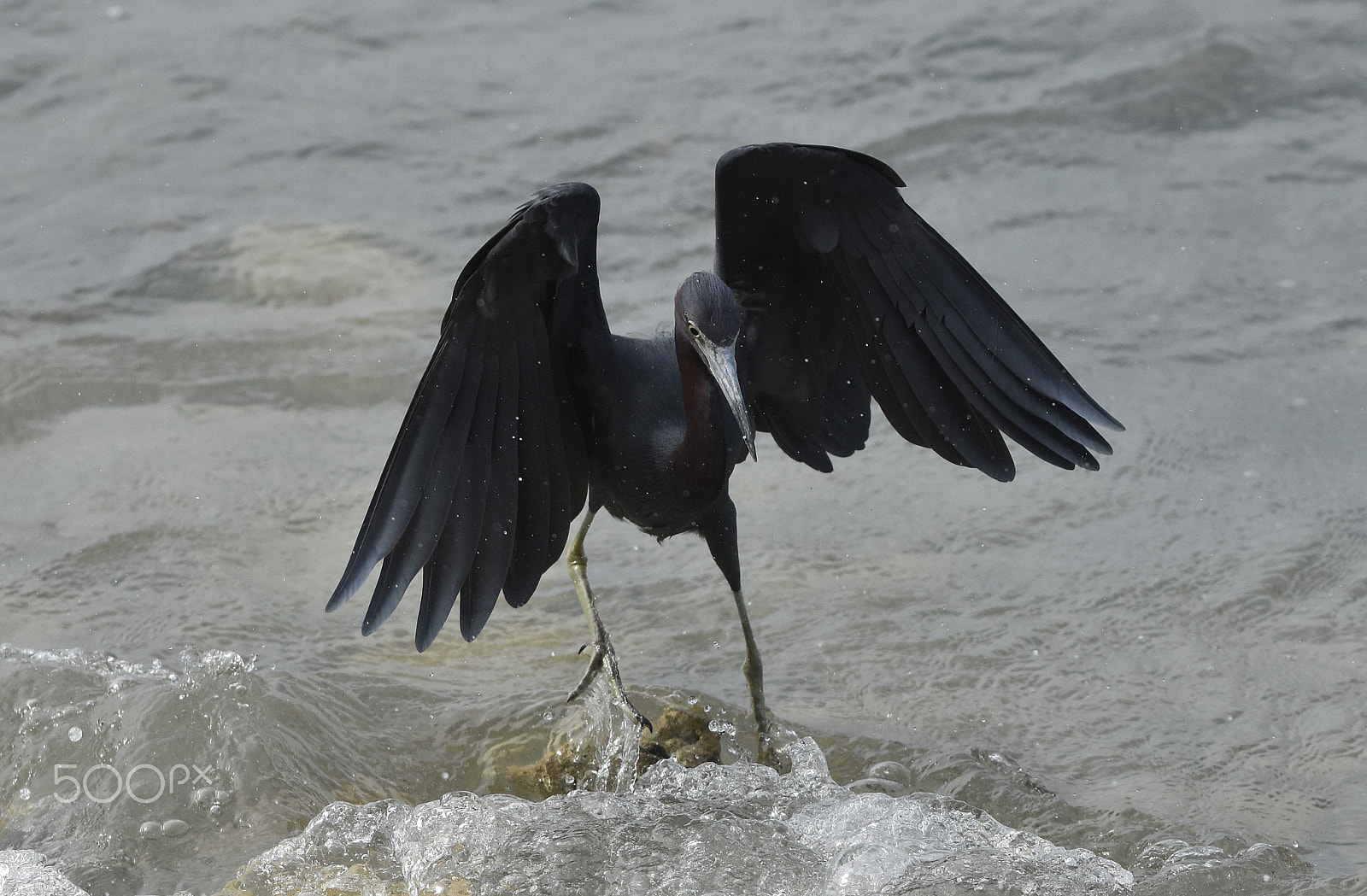 Nikon AF-S Nikkor 70-200mm F4G ED VR sample photo. Little blue heron photography