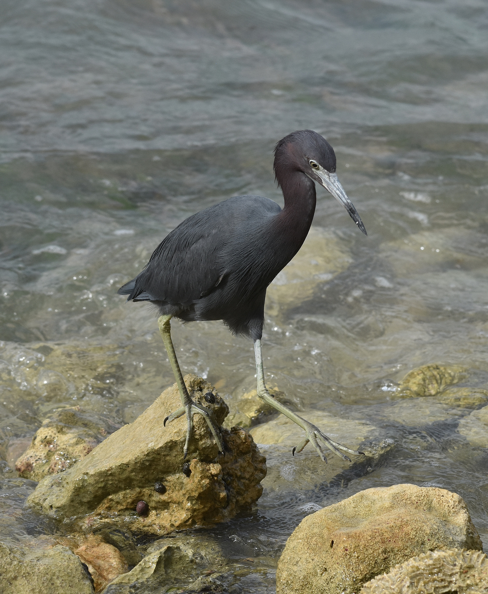 Nikon AF-S Nikkor 70-200mm F4G ED VR sample photo. Little blue heron photography