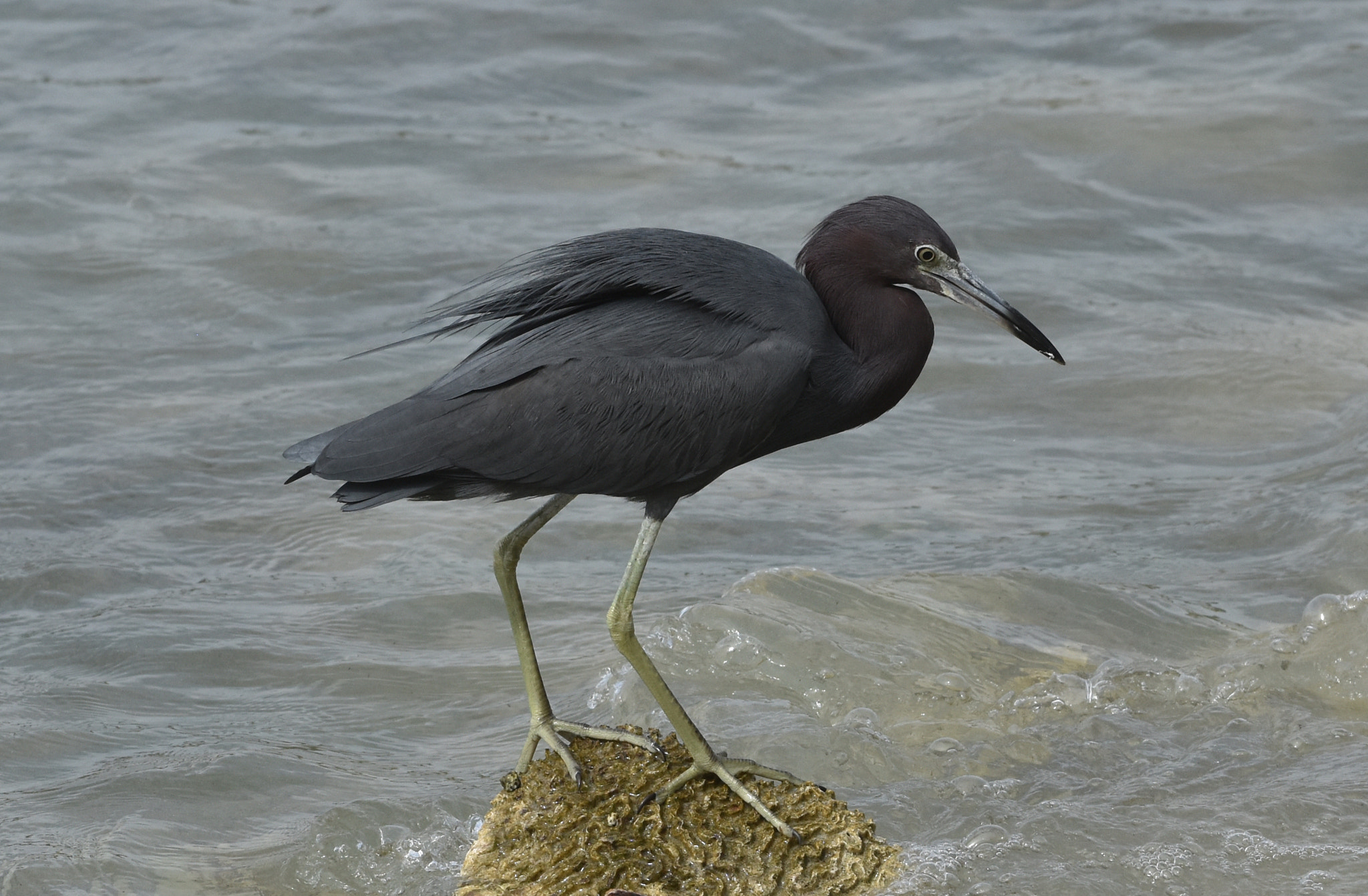 Nikon AF-S Nikkor 70-200mm F4G ED VR sample photo. Little blue heron photography