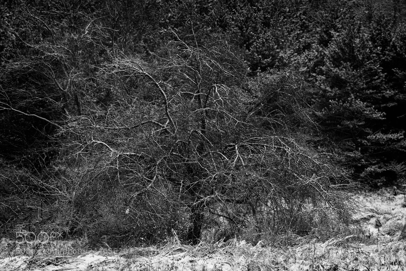 Nikon D810 sample photo. Frozen monochrome photography