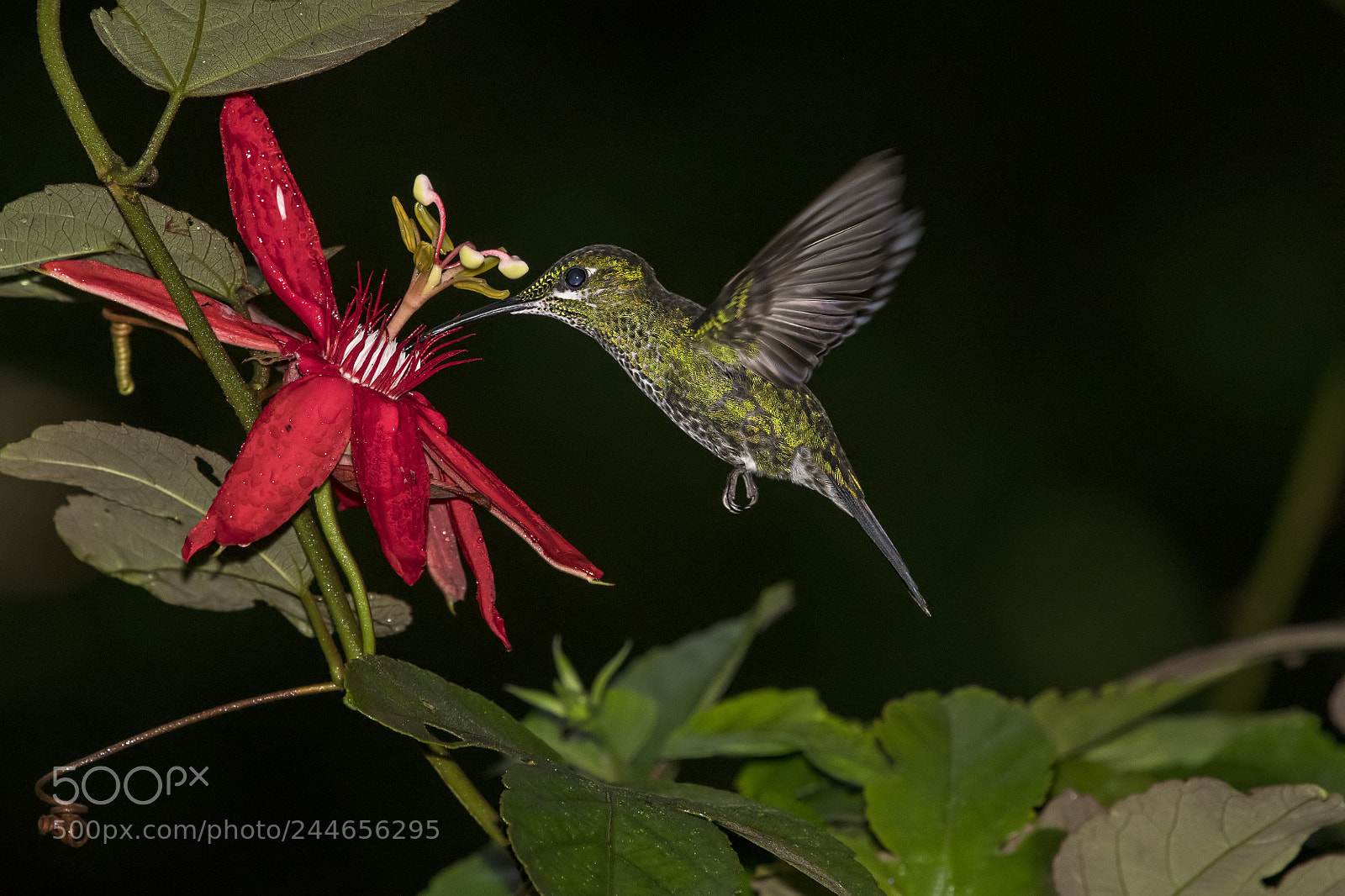 Nikon D500 sample photo. Green crowned brilliant female photography
