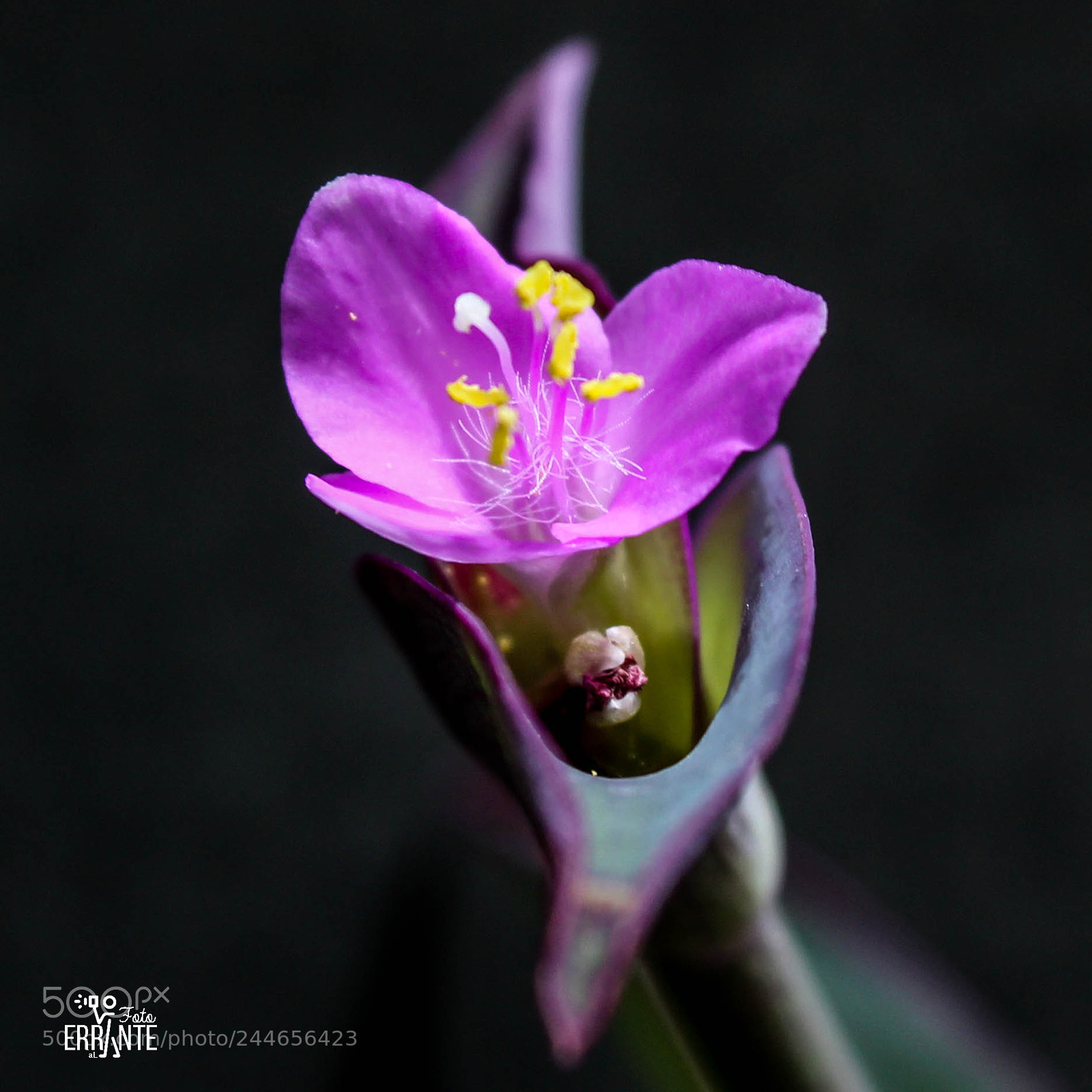 Canon EOS 1300D (EOS Rebel T6 / EOS Kiss X80) sample photo. Purple heart photography