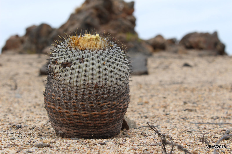 Canon EOS 1300D (EOS Rebel T6 / EOS Kiss X80) sample photo. Cactus photography
