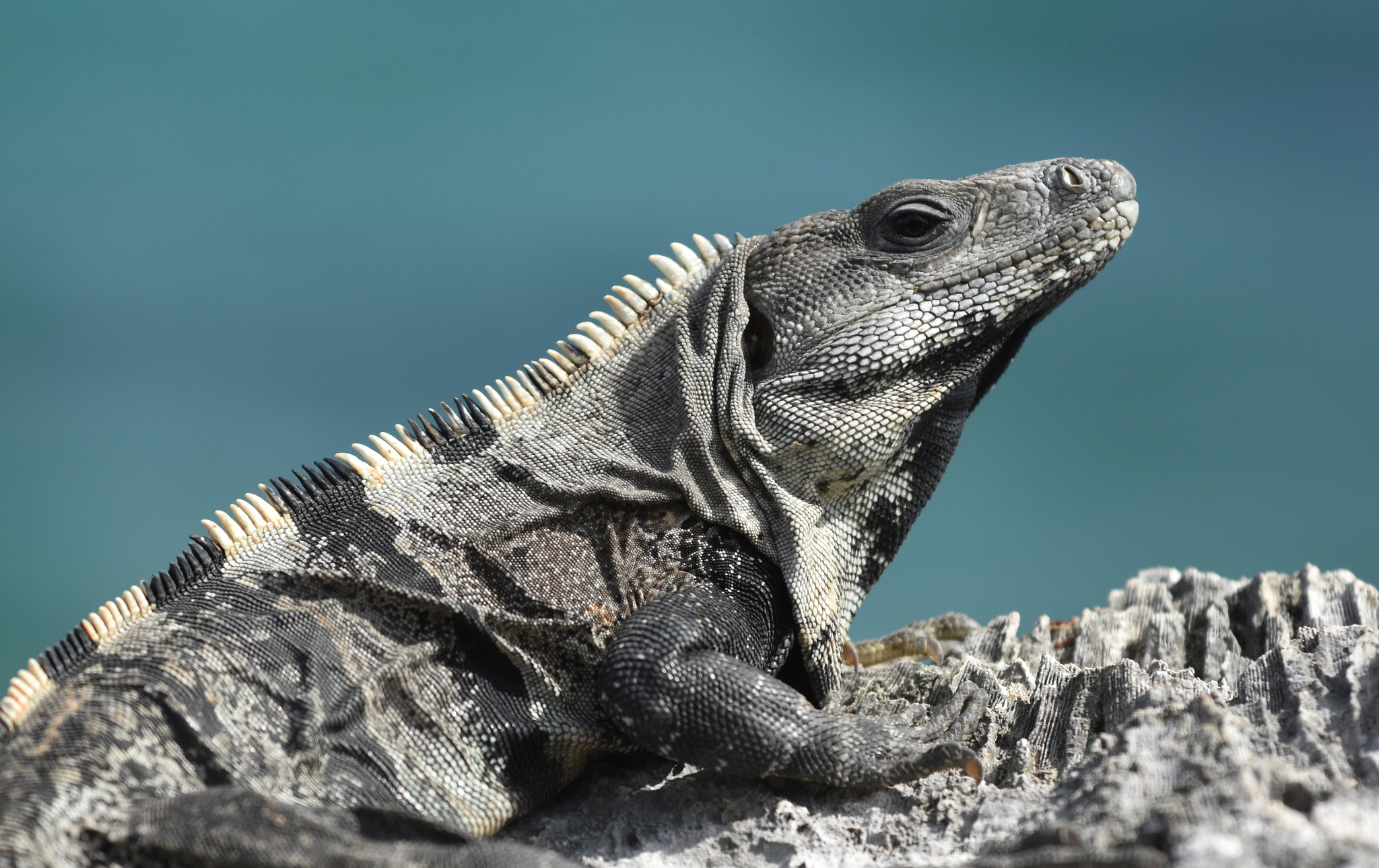 Nikon AF-S Nikkor 70-200mm F4G ED VR sample photo. Iguana photography