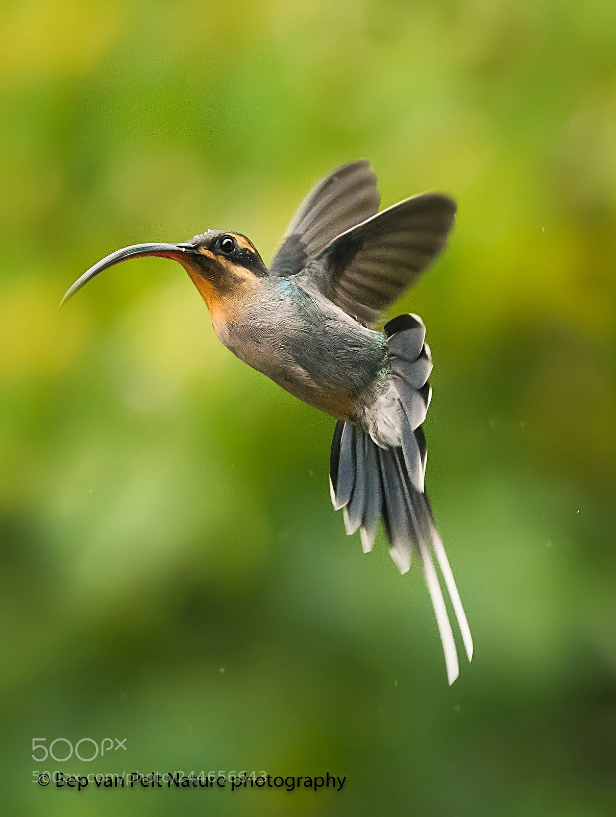 Nikon AF-S Nikkor 200-500mm F5.6E ED VR sample photo. Female green hermit photography