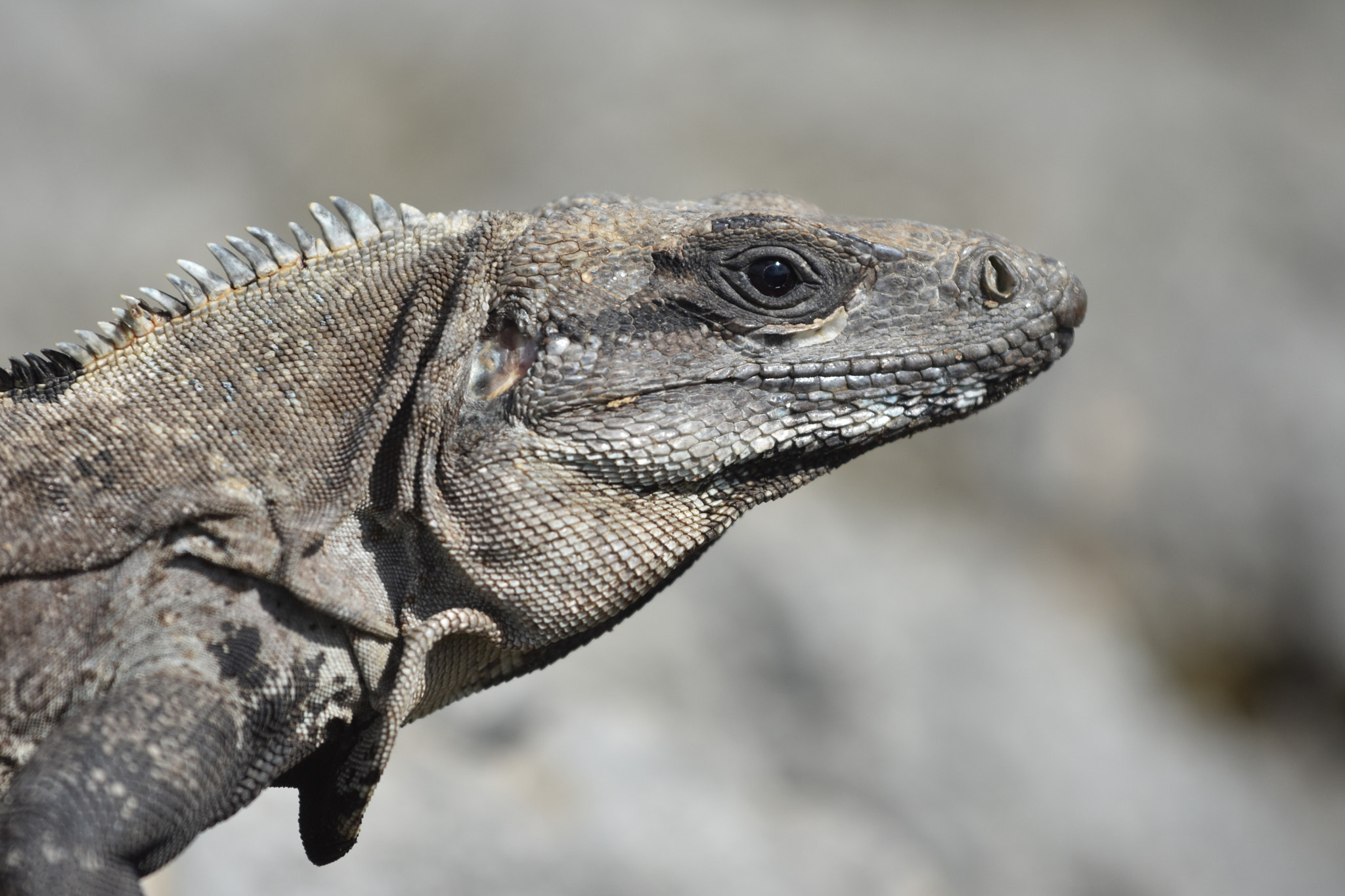 Nikon AF-S Nikkor 70-200mm F4G ED VR sample photo. Iguana photography