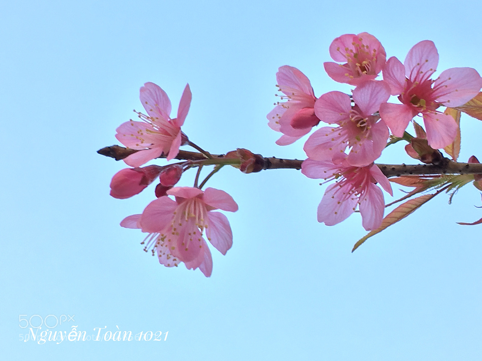 Apple iPhone 6s Plus sample photo. Untitled photography