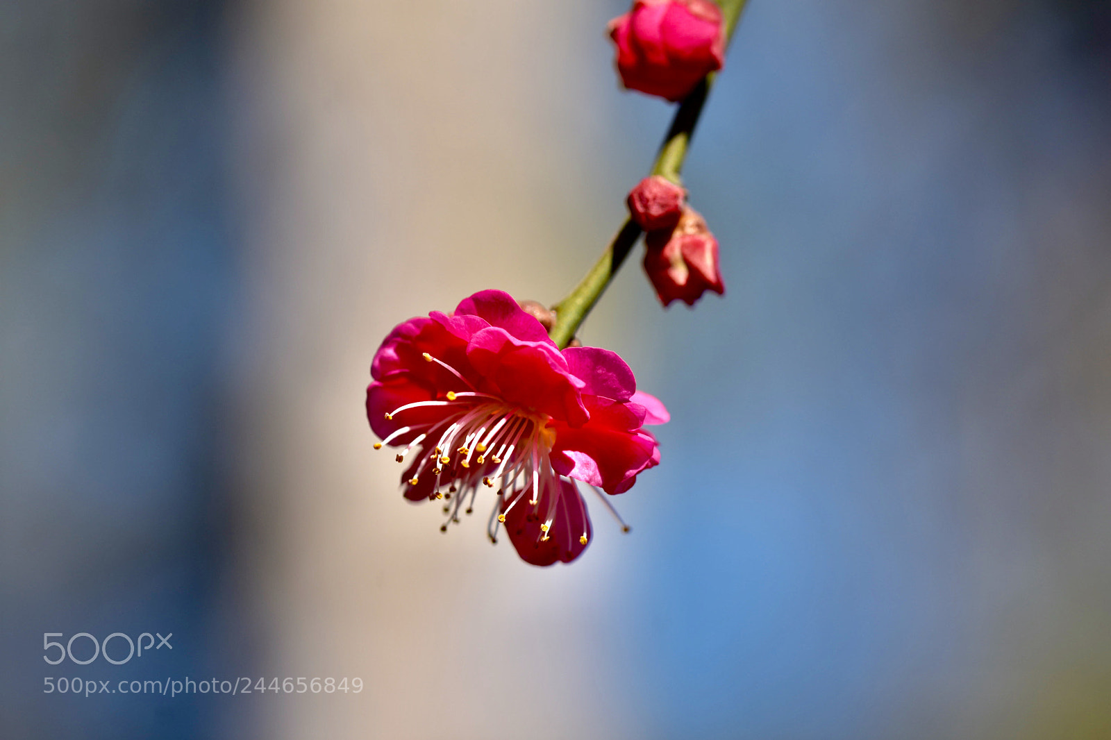 Nikon D7200 sample photo. Plum blossom photography