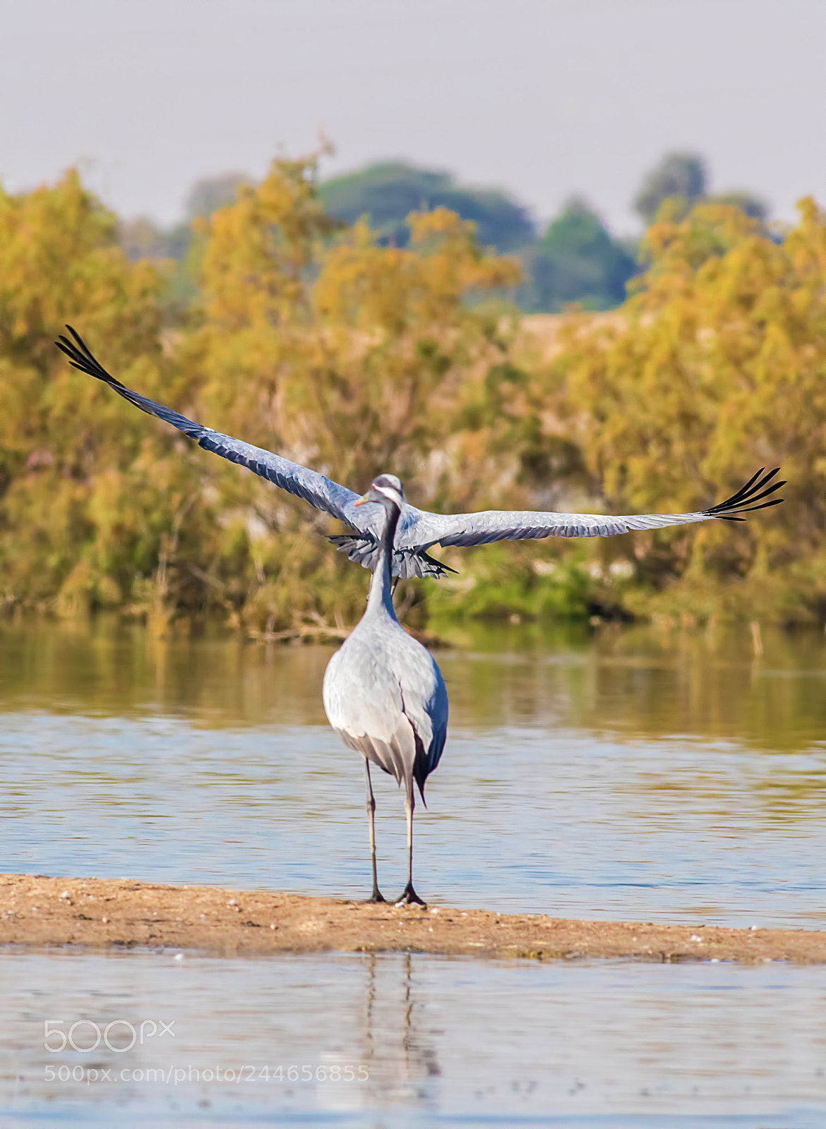 Canon EOS 7D Mark II sample photo. Demoiselle crane photography