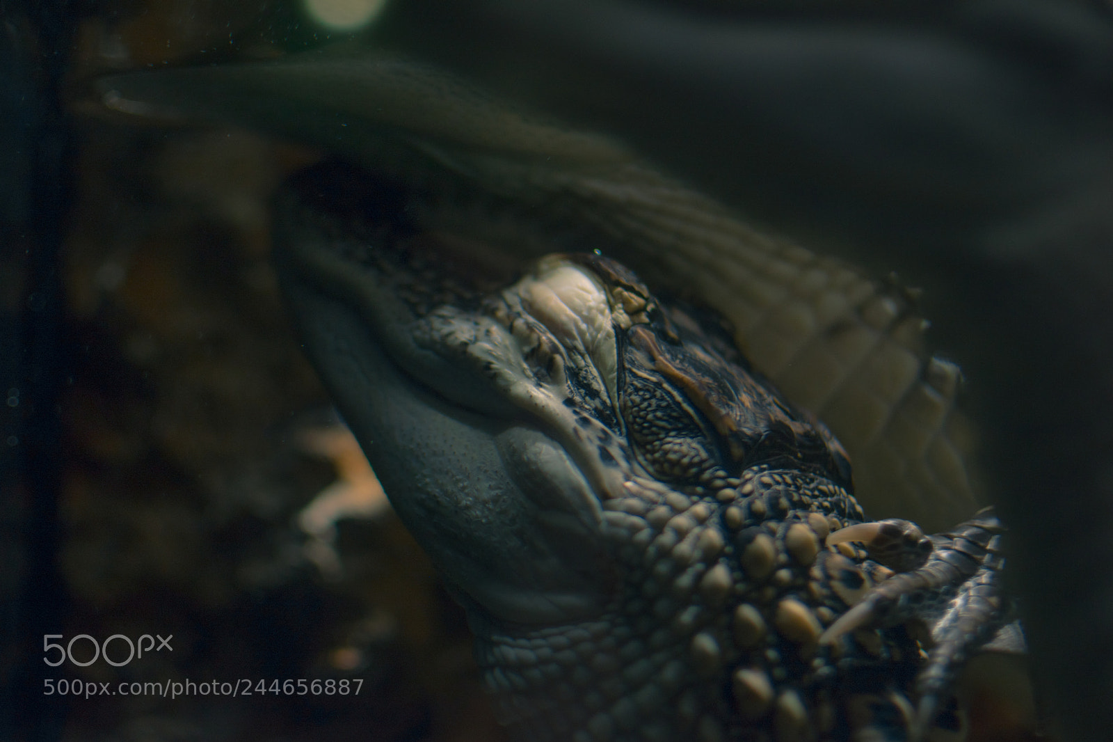 Nikon D5600 sample photo. Cocodrilo/aligator? photography
